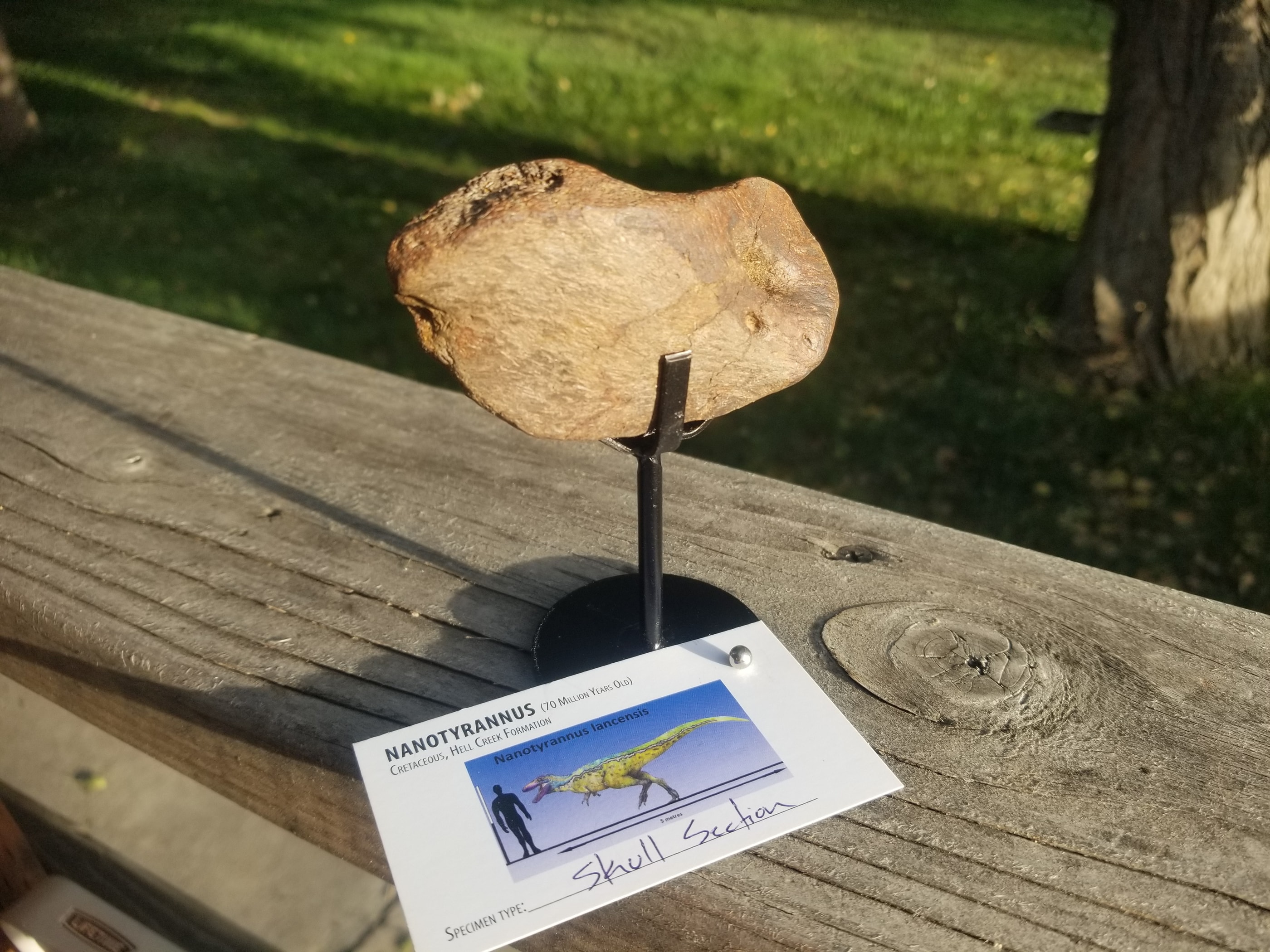 Dromaeosaurus Raptor Skull Section Fossil Specimen Cretaceous Hell Creek MT
