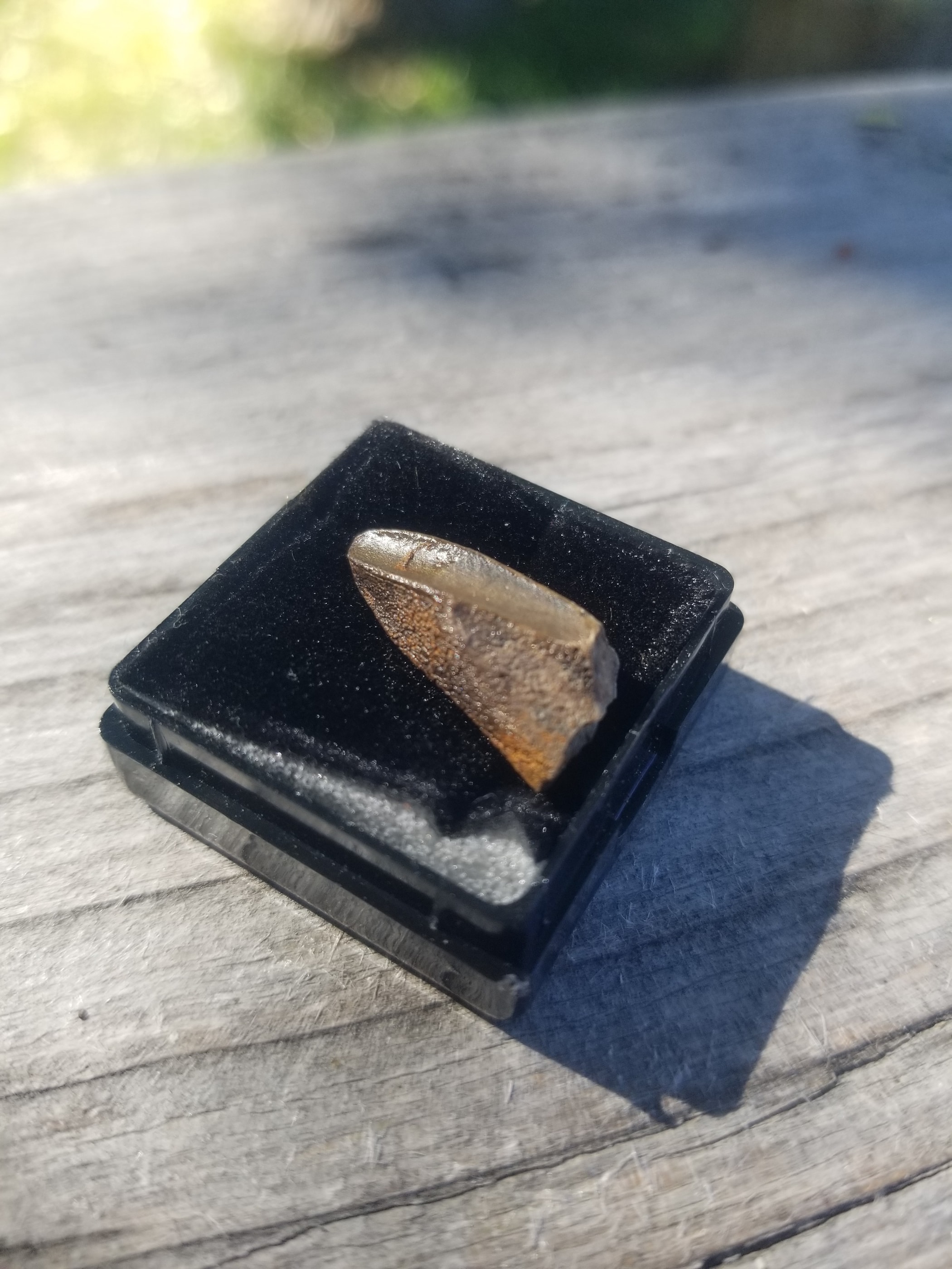 Nice Edmontosaurus Tooth Fossil Specimen Hell Creek, MT