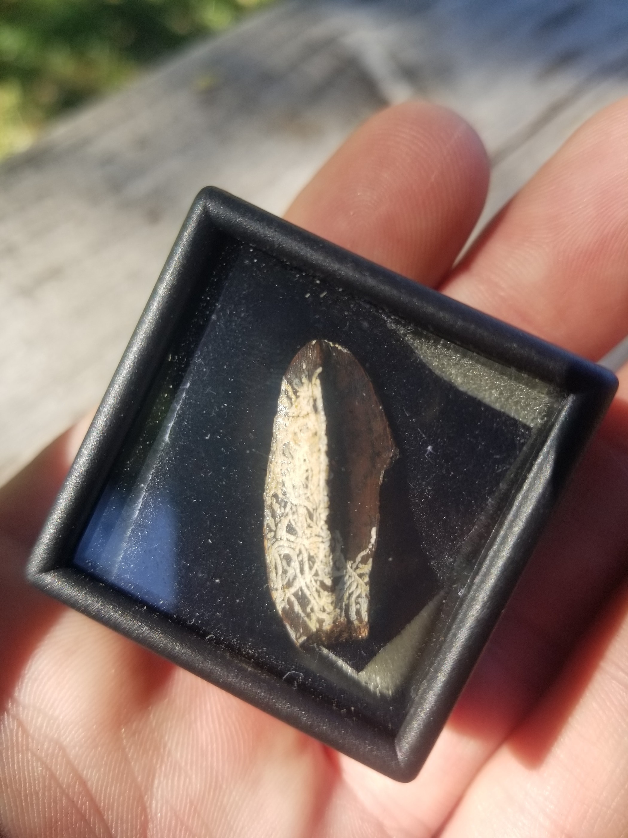 Nice Edmontosaurus Tooth Fossil Specimen Hell Creek, MT