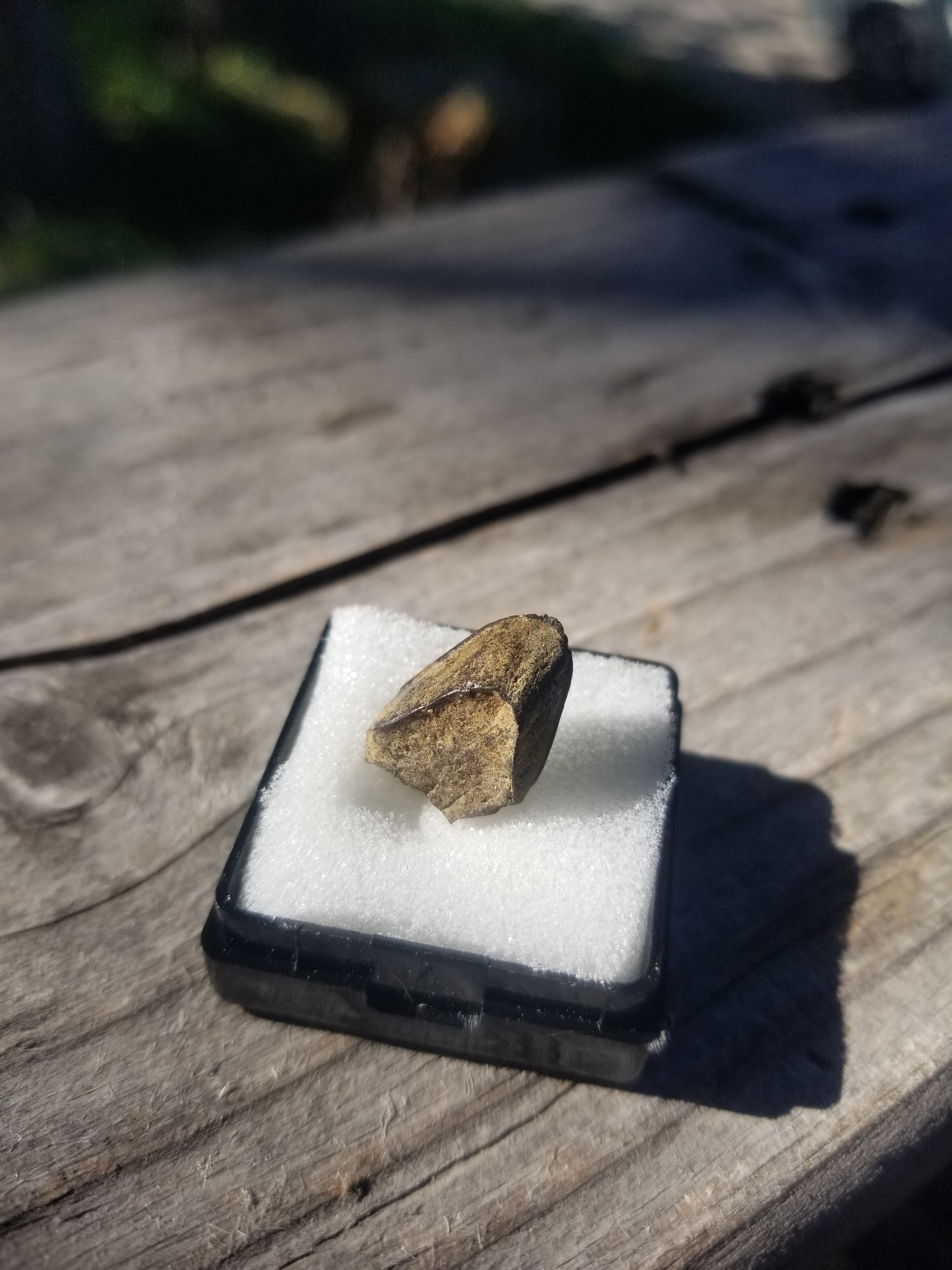 Nice Edmontosaurus Tooth Fossil Specimen Hell Creek, MT