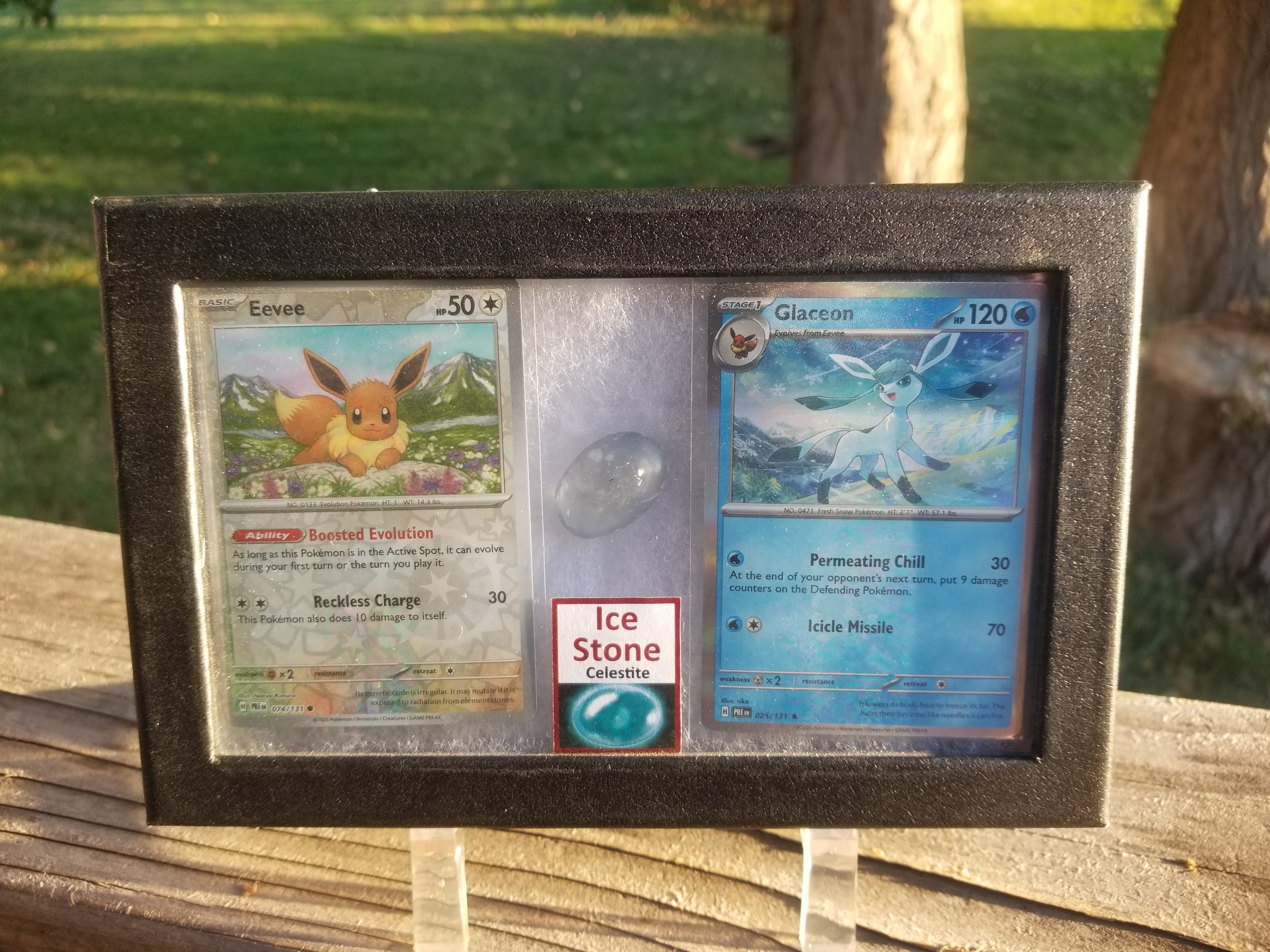 Pokemon Card Display w/Fossil Correlated to Card