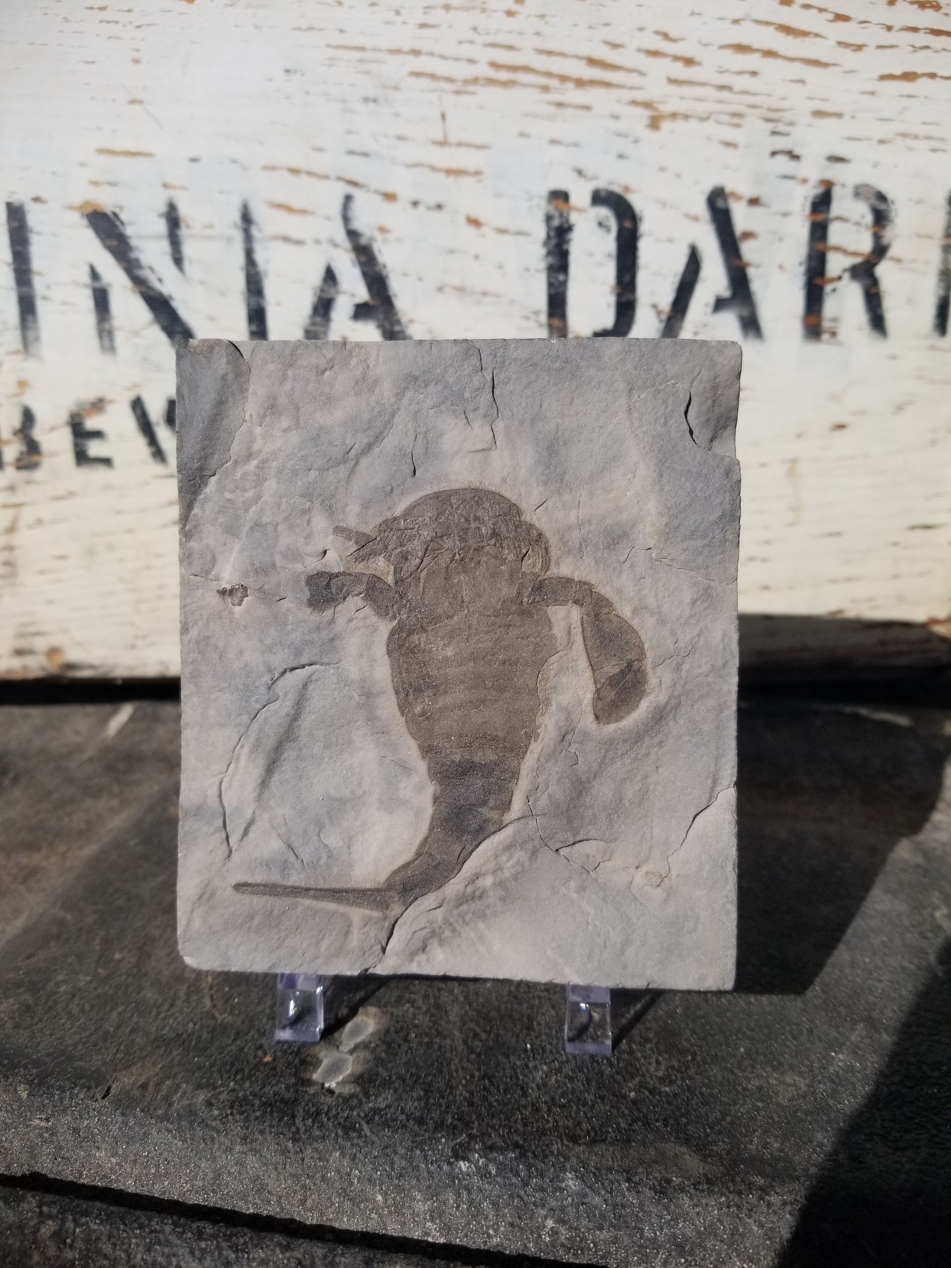Eurypterid Fossil Sea Scorpion Eurypterus Silurian 420 Mil Yrs 3.5"x4" Plate New York