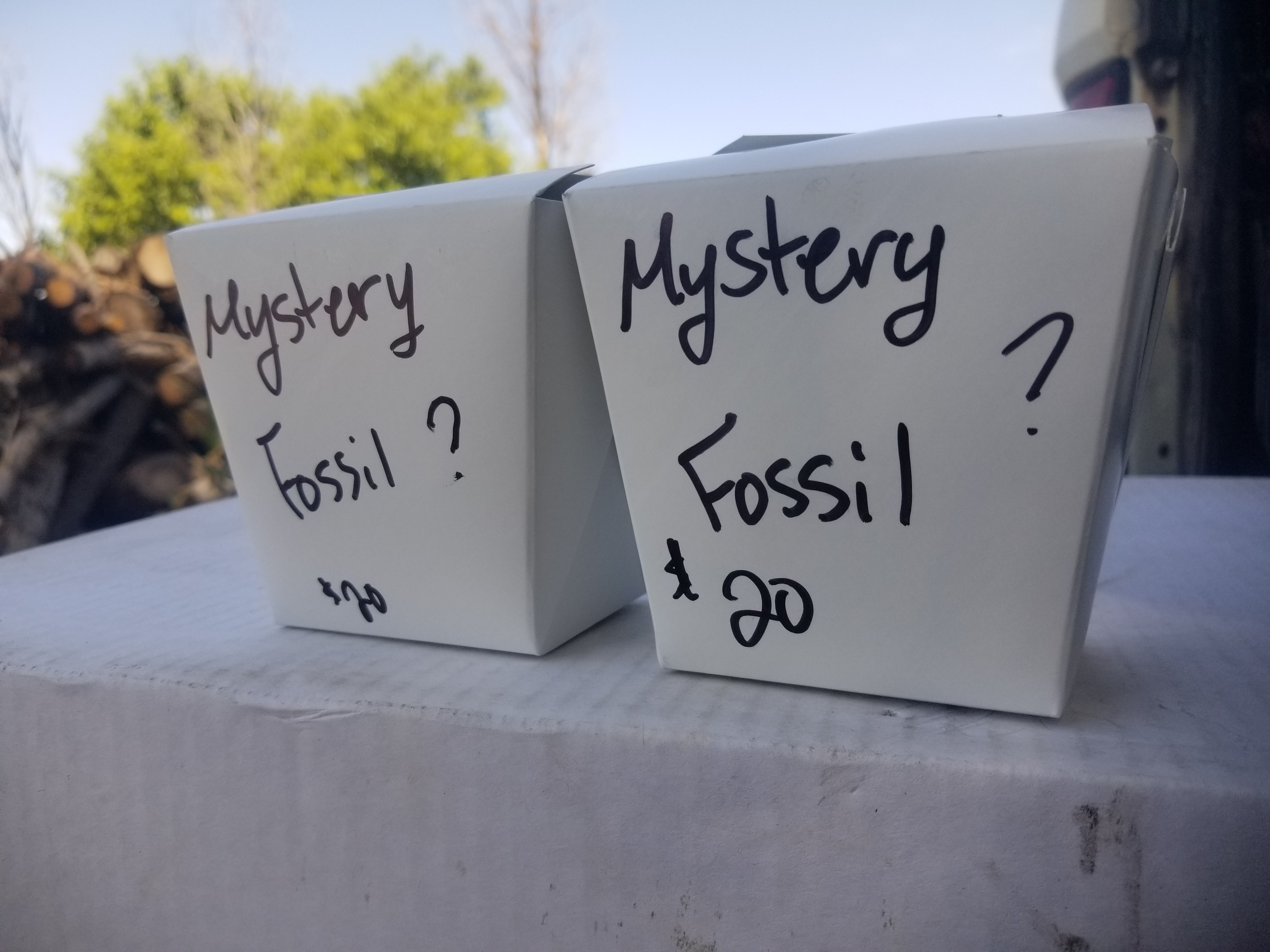 Fossil Mystery Box! Hand Curated by Your Utah Dump Digger Team - Each Box is Guaranteed to Meet or Exceed Value!