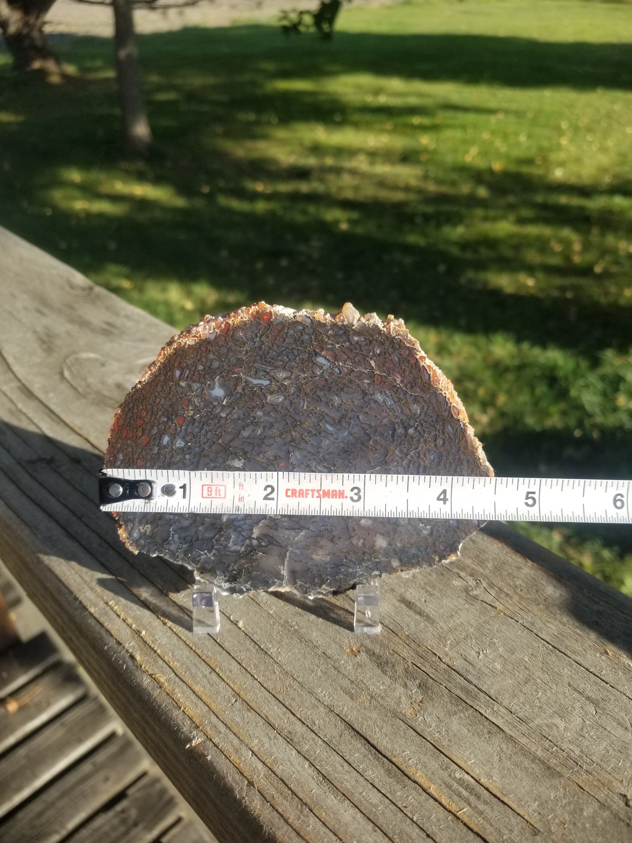Beautiful Glassy Multicolor Polished Agatized Dinosaur Gem Bone Slab Large Cell Jurassic Morrison, CO