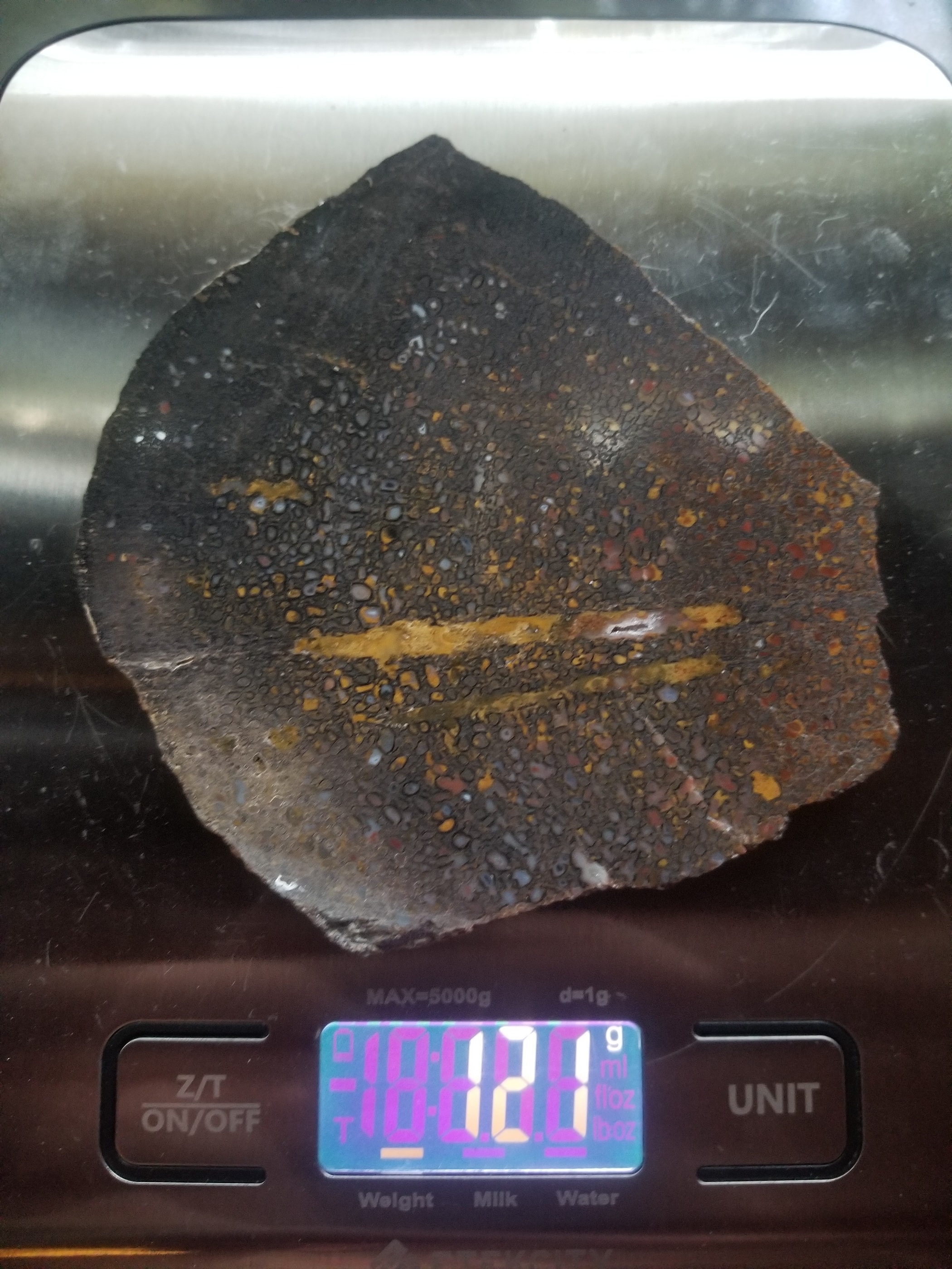 Unique Multicolor Polished Agatized Dinosaur Gem Bone Slab 121g Large Cell Jurassic Morrison, CO