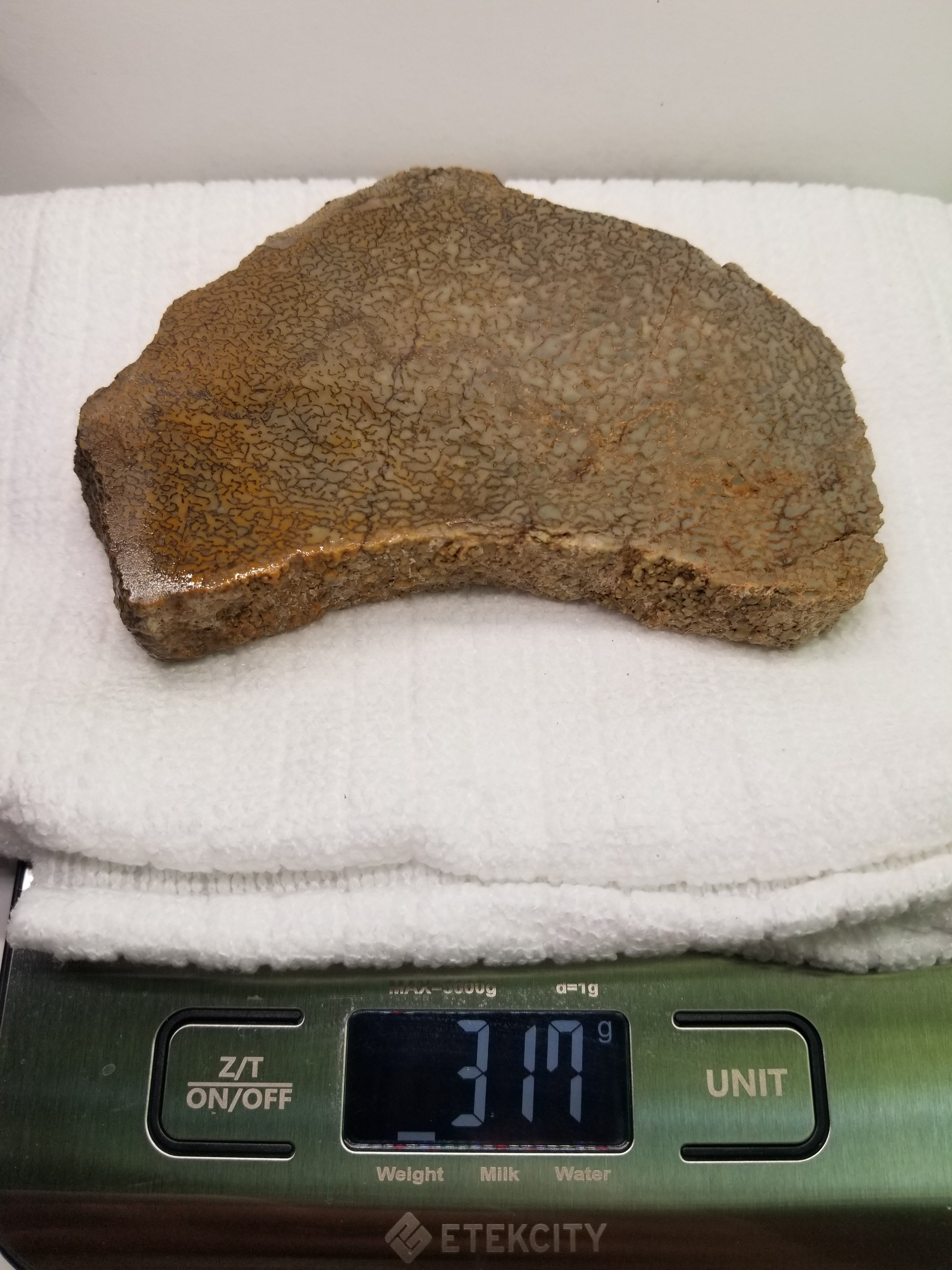 Great Agatized Dinosaur Gem Bone Opaque Multicolor Natural Specimen Large Cell Rough/Unpolished 317g