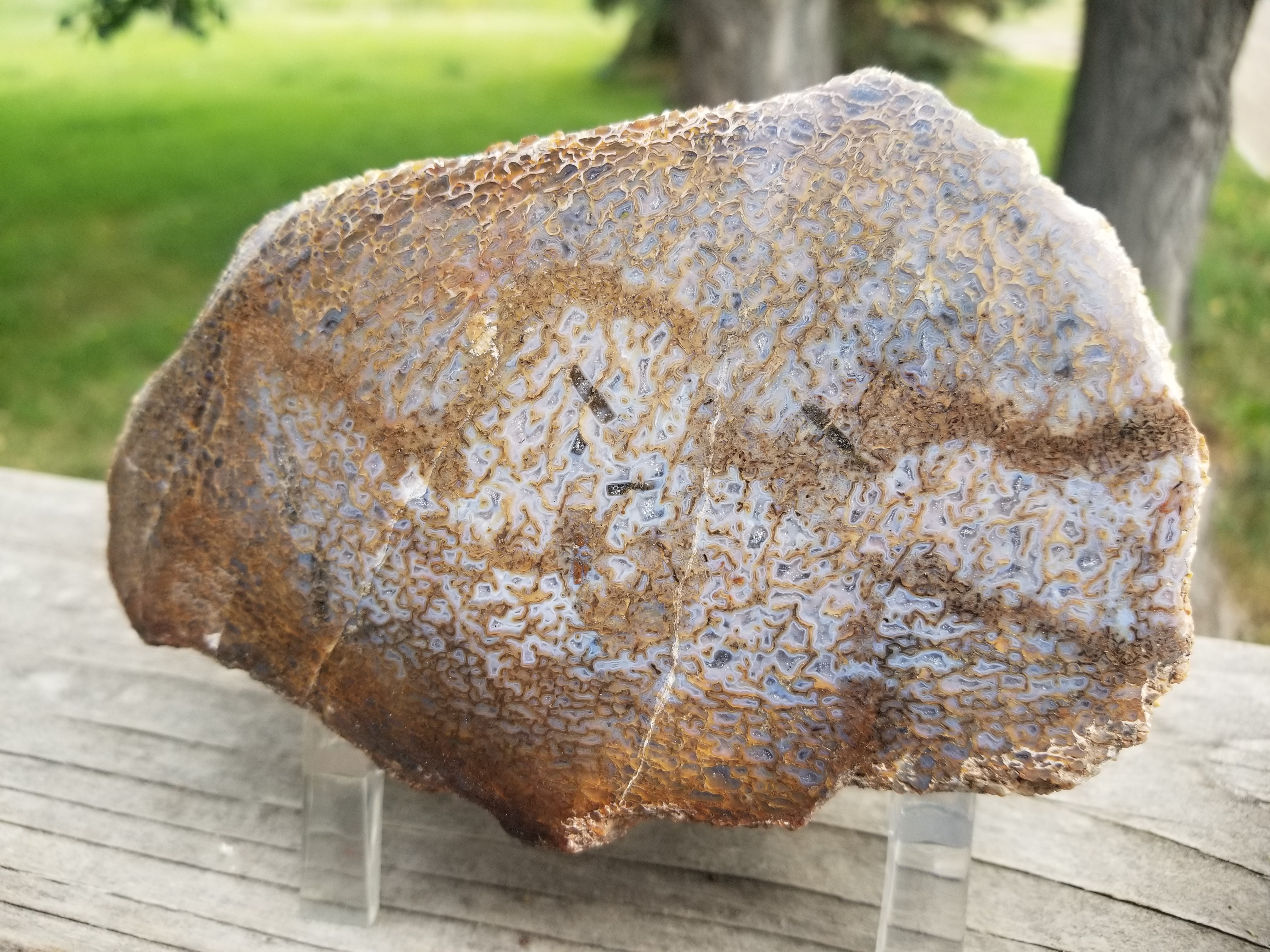 Great Polished Multicolor Large Cell Agatized Jurassic Dinosaur Gem Bone Endcut Specimem 801g