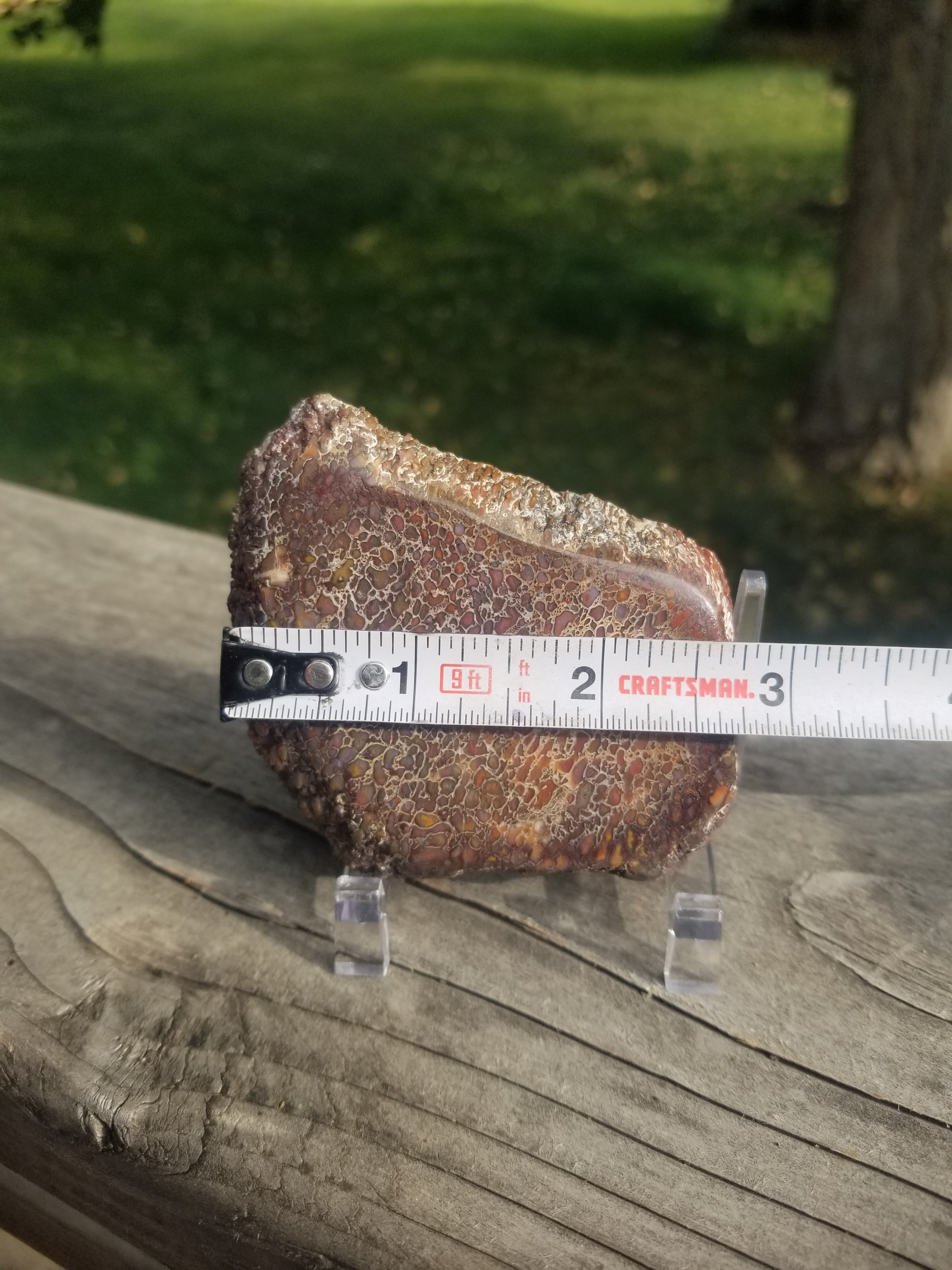 Great Polished Multicolor Cell Glassy Agatized Jurassic Dinosaur Gem Bone Thick Slab Specimem 100g