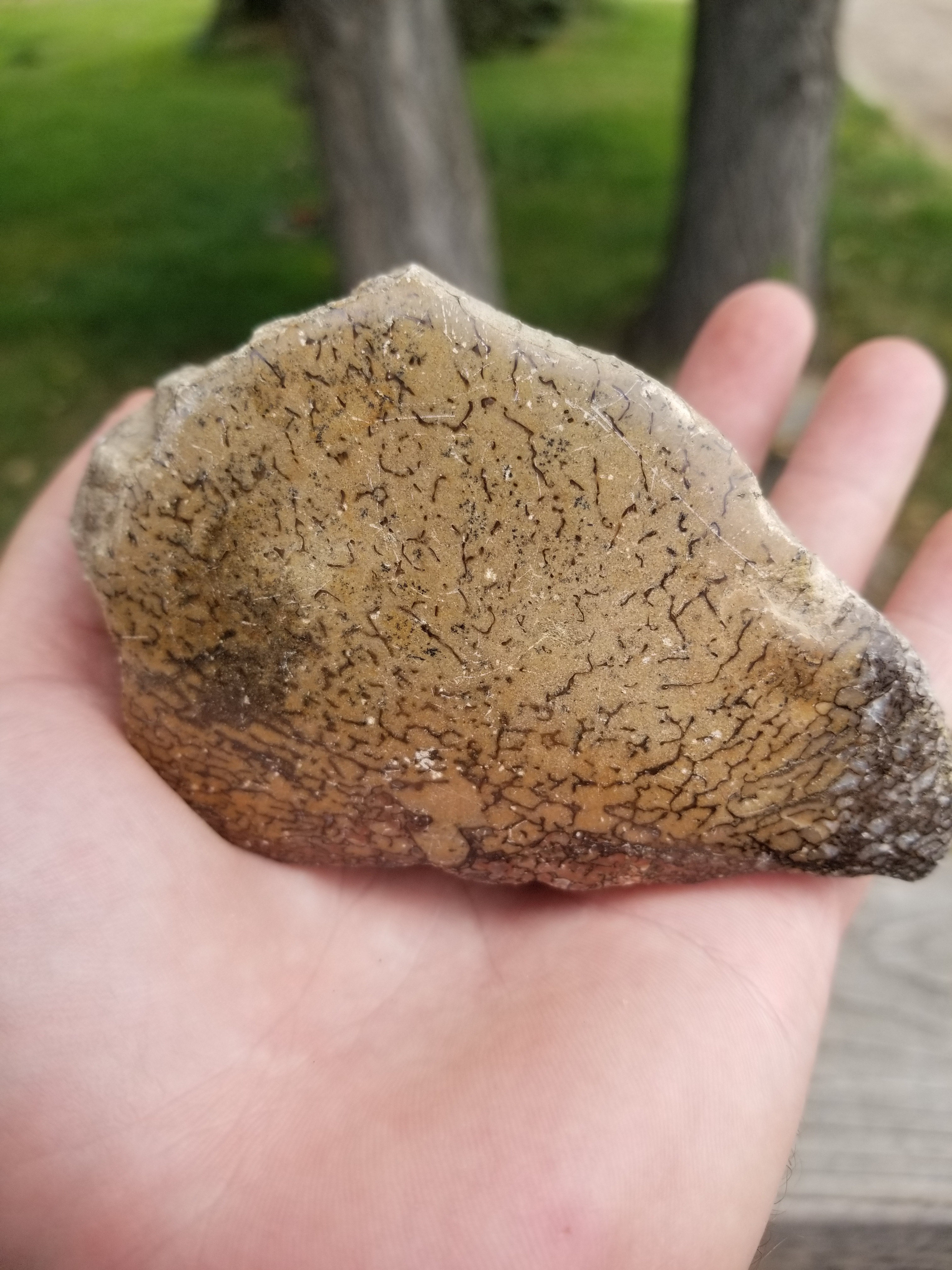 Polished Unique Opaque Large Cell Agatized Jurassic Dinosaur Gem Bone Endcut Specimem 537g