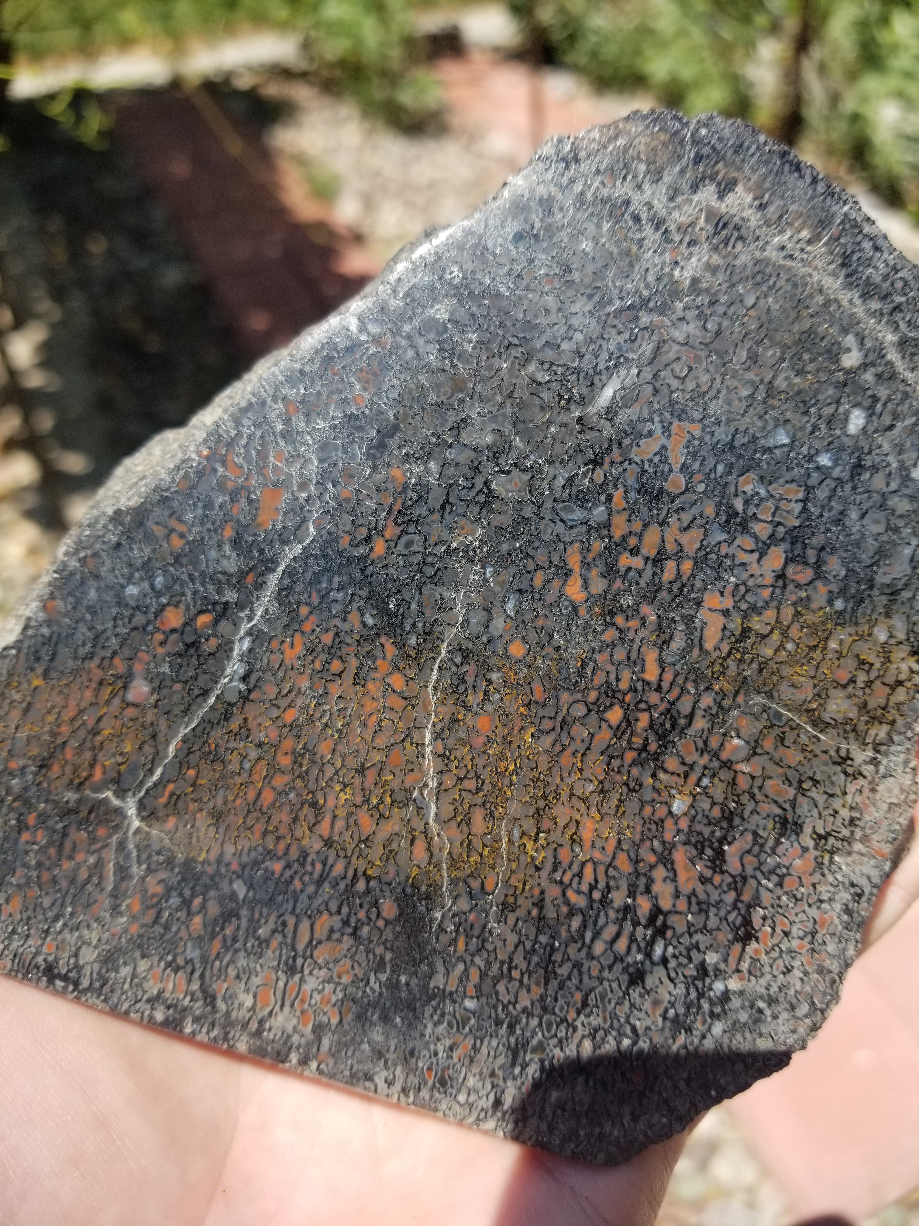 Great Polished Multicolor Large Cell Agatized Jurassic Dinosaur Gem Bone Endcut Specimem 562g