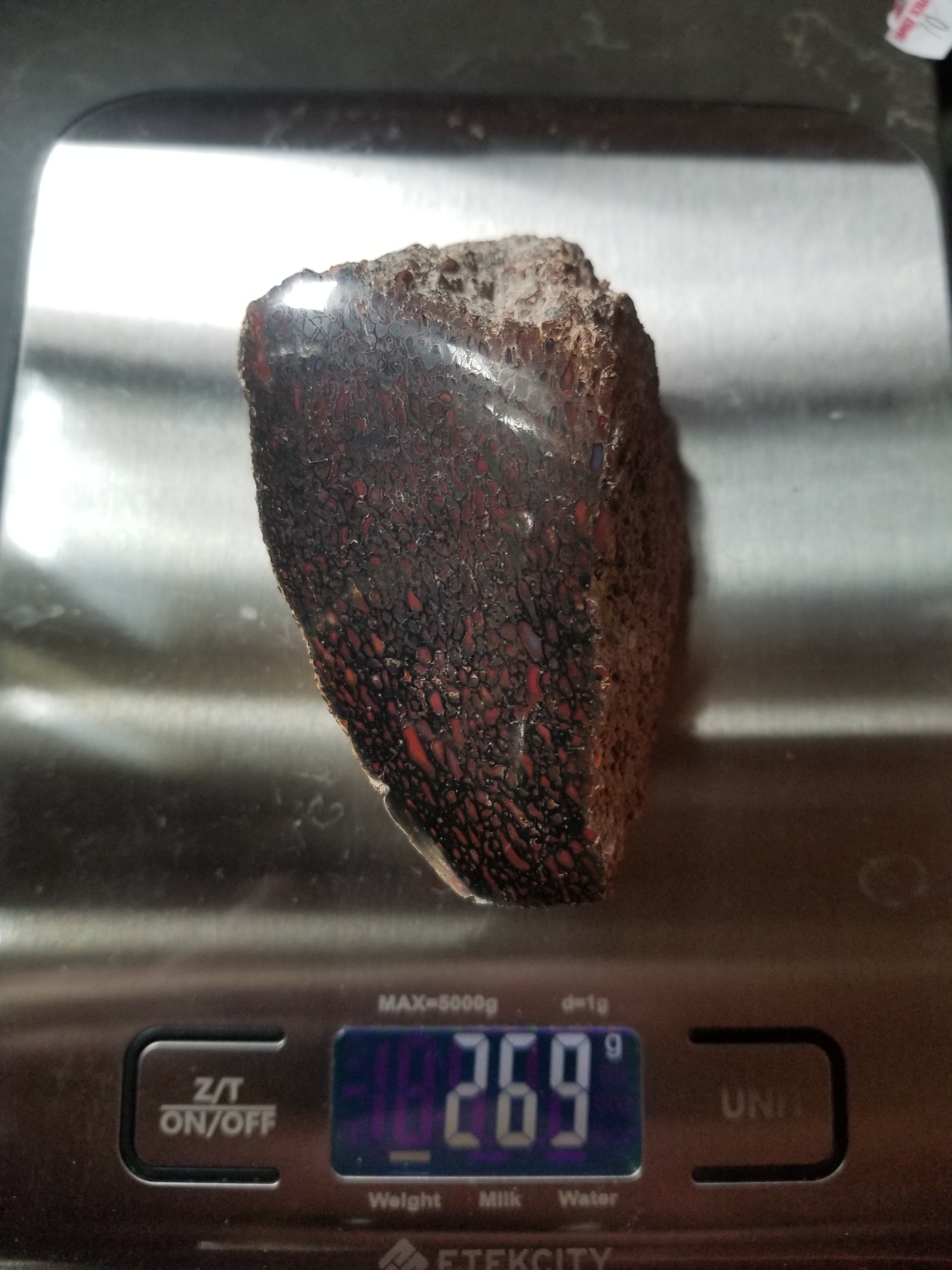 Great Polished Deep Red Large Cell Agatized Jurassic Dinosaur Gem Bone Endcut Specimem 269g