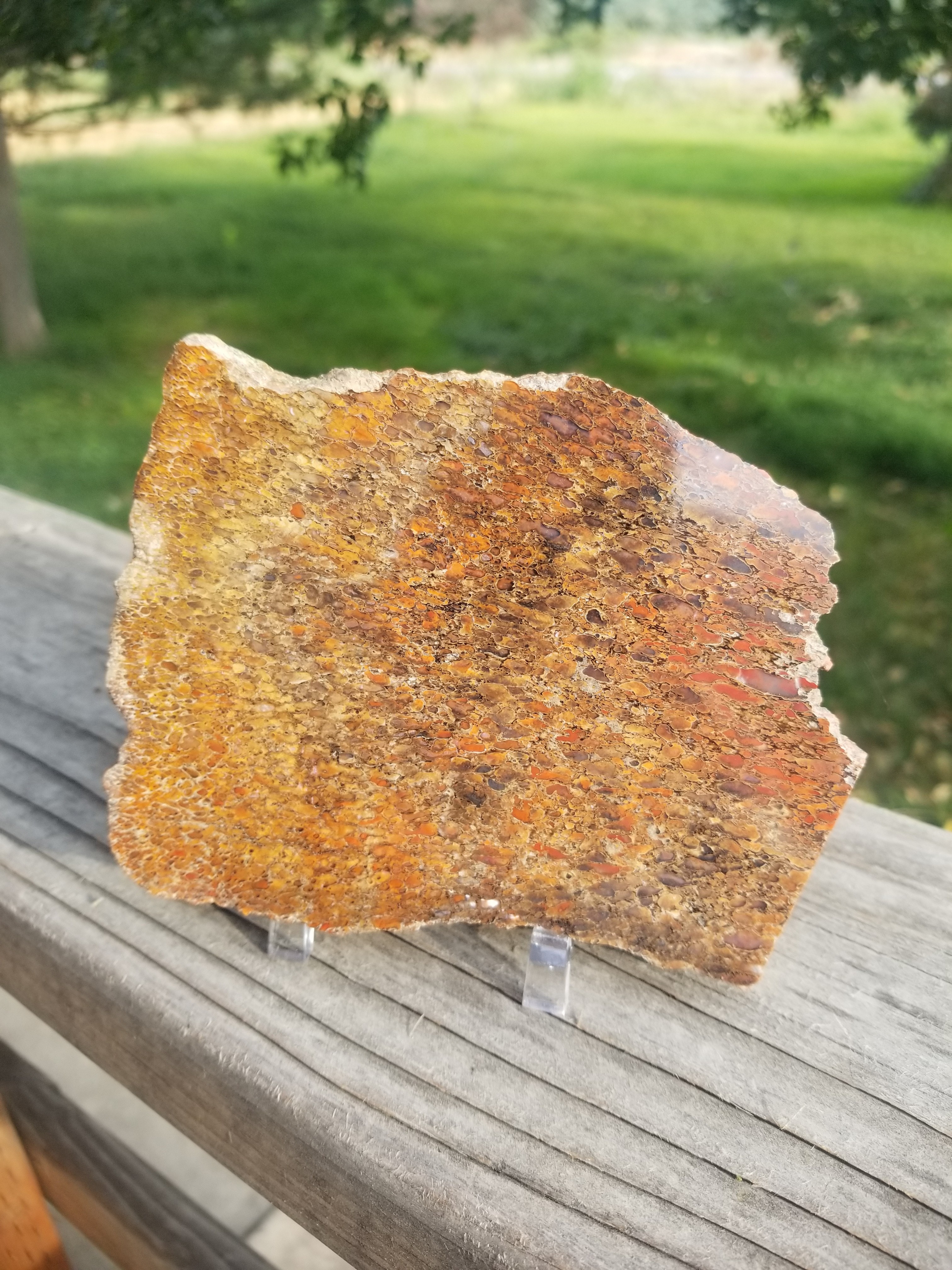 Great Polished Red Cell Glassy Agatized Jurassic Dinosaur Gem Bone Multicolor Endcut Specimem 346g
