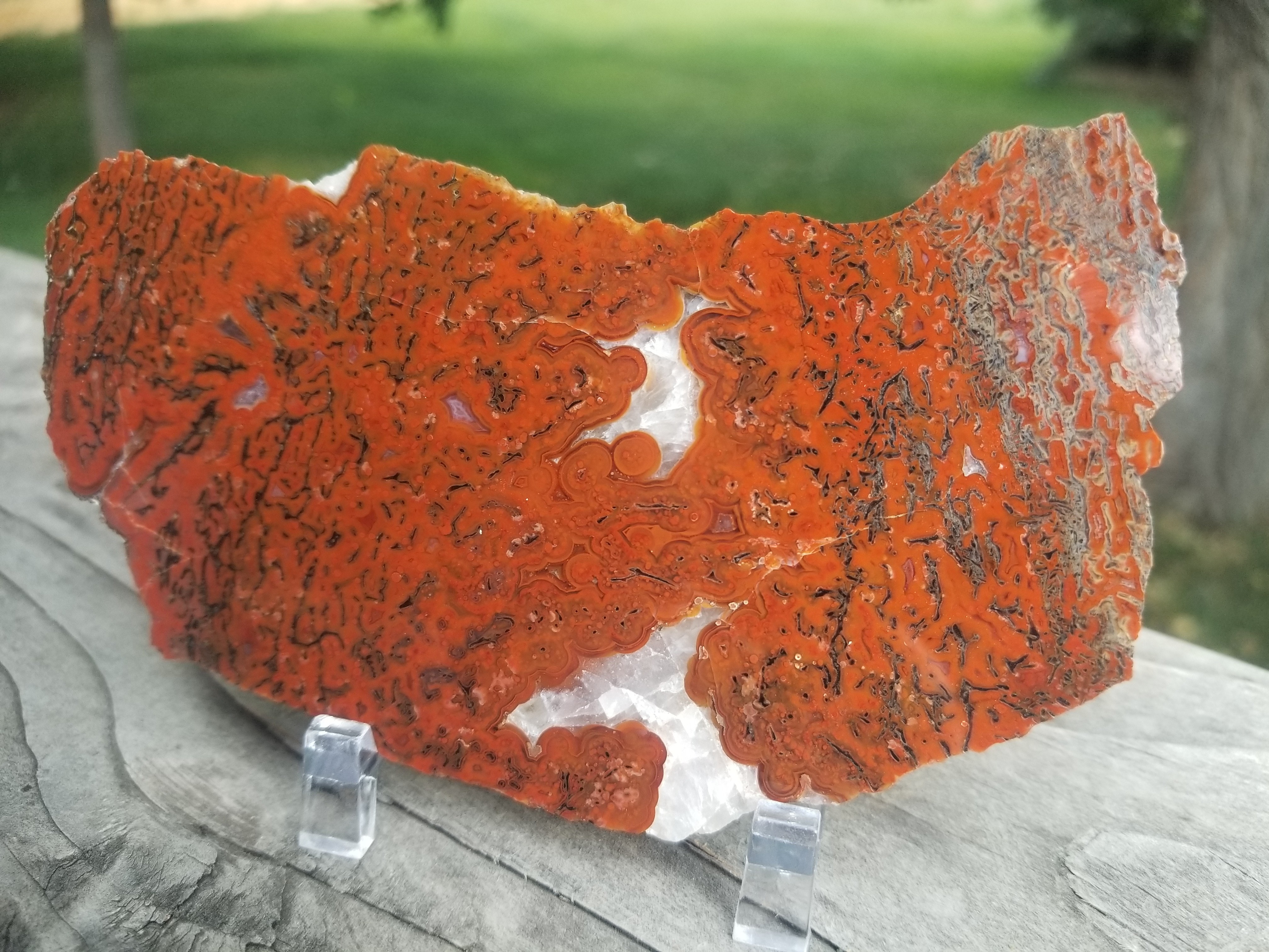 Great Polished Deep Red Cell Glassy Agatized Jurassic Dinosaur Gem Bone Slab Specimem 93g