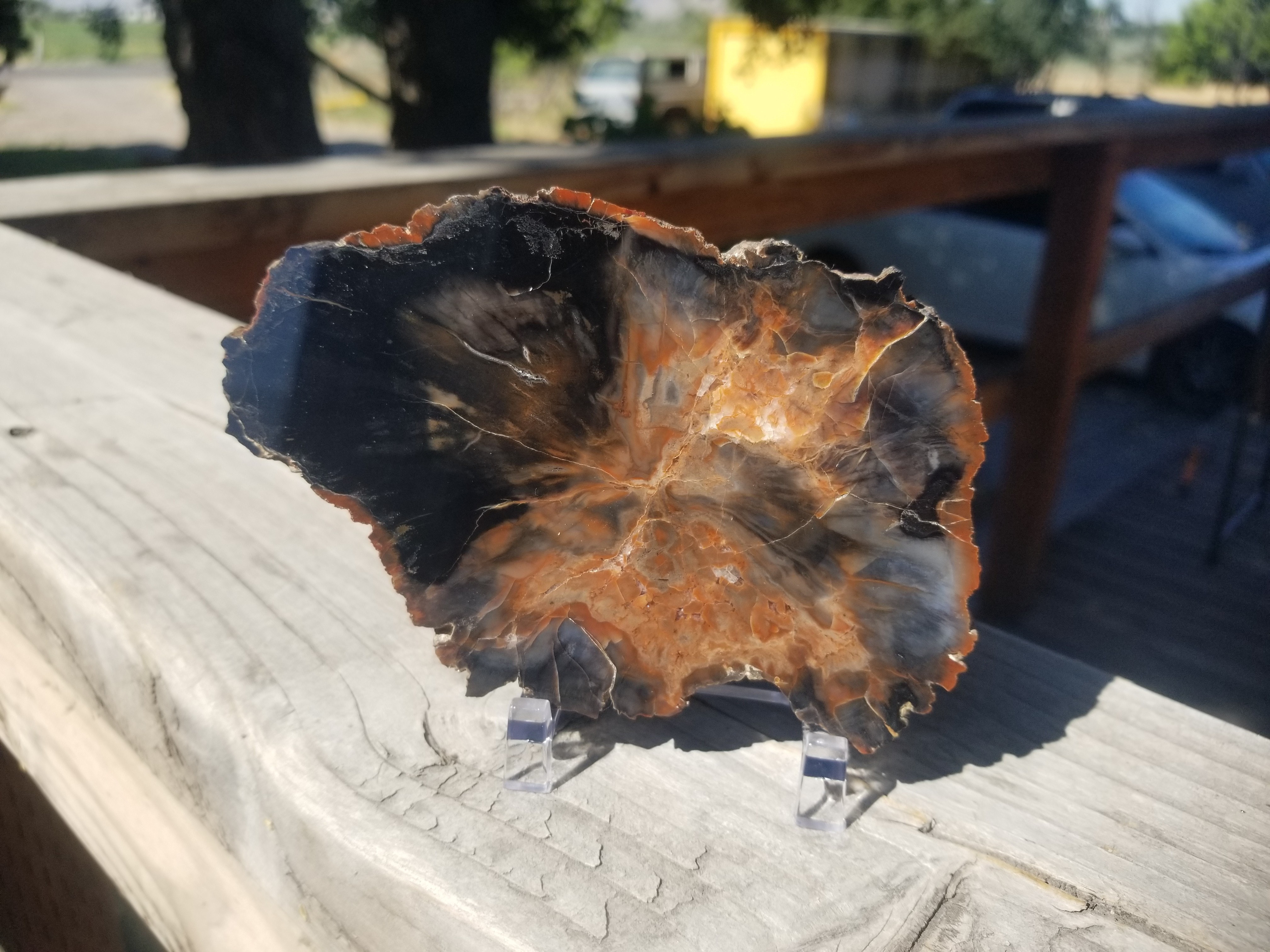 Great "Tuesday Wash" UT Petrified Wood Slab Polished Jurrasic Morrison Form 5x3"