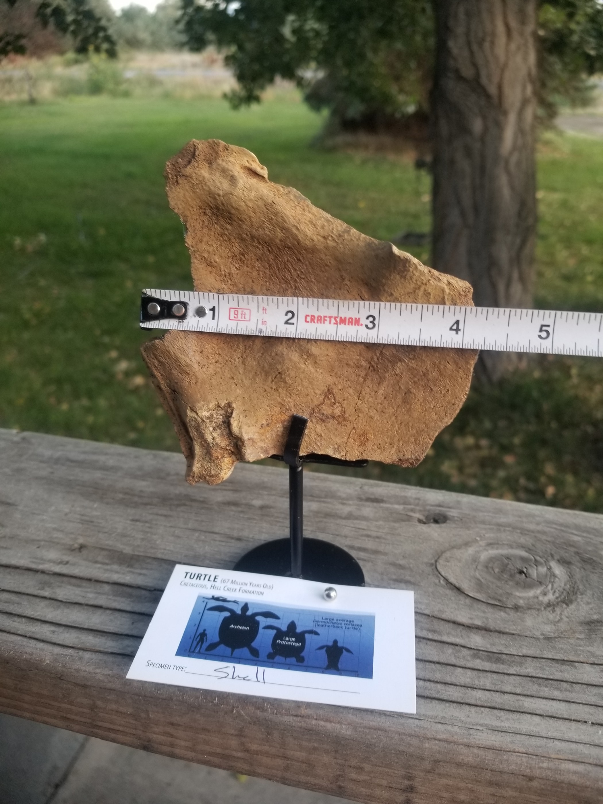 Turtle shell fossil hell creek MT