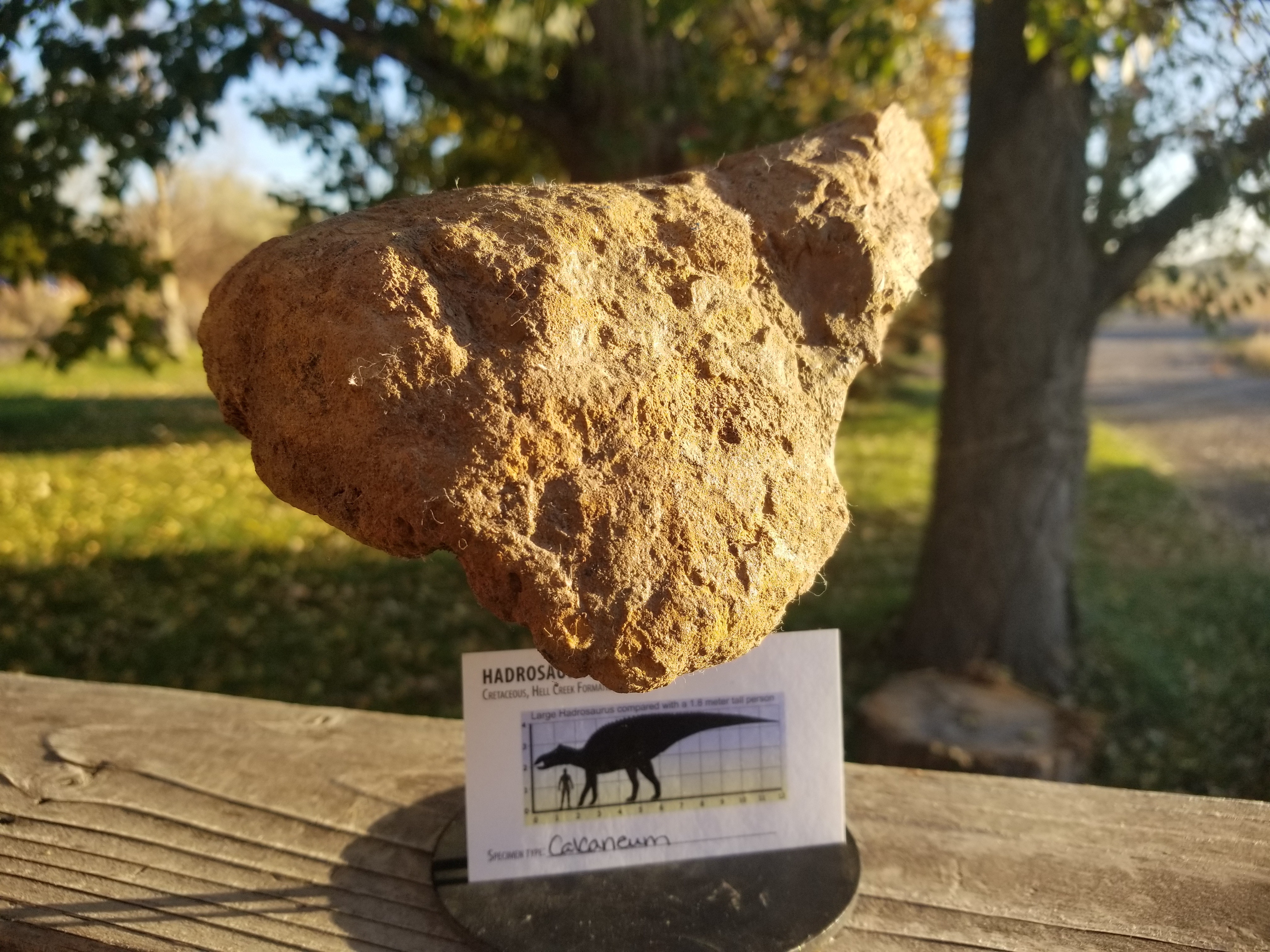 Incredible Hadrosaurus Calcaneum/Calcaneus Fossil Specimen Cretaceous Hell Crk MT Recent Dig