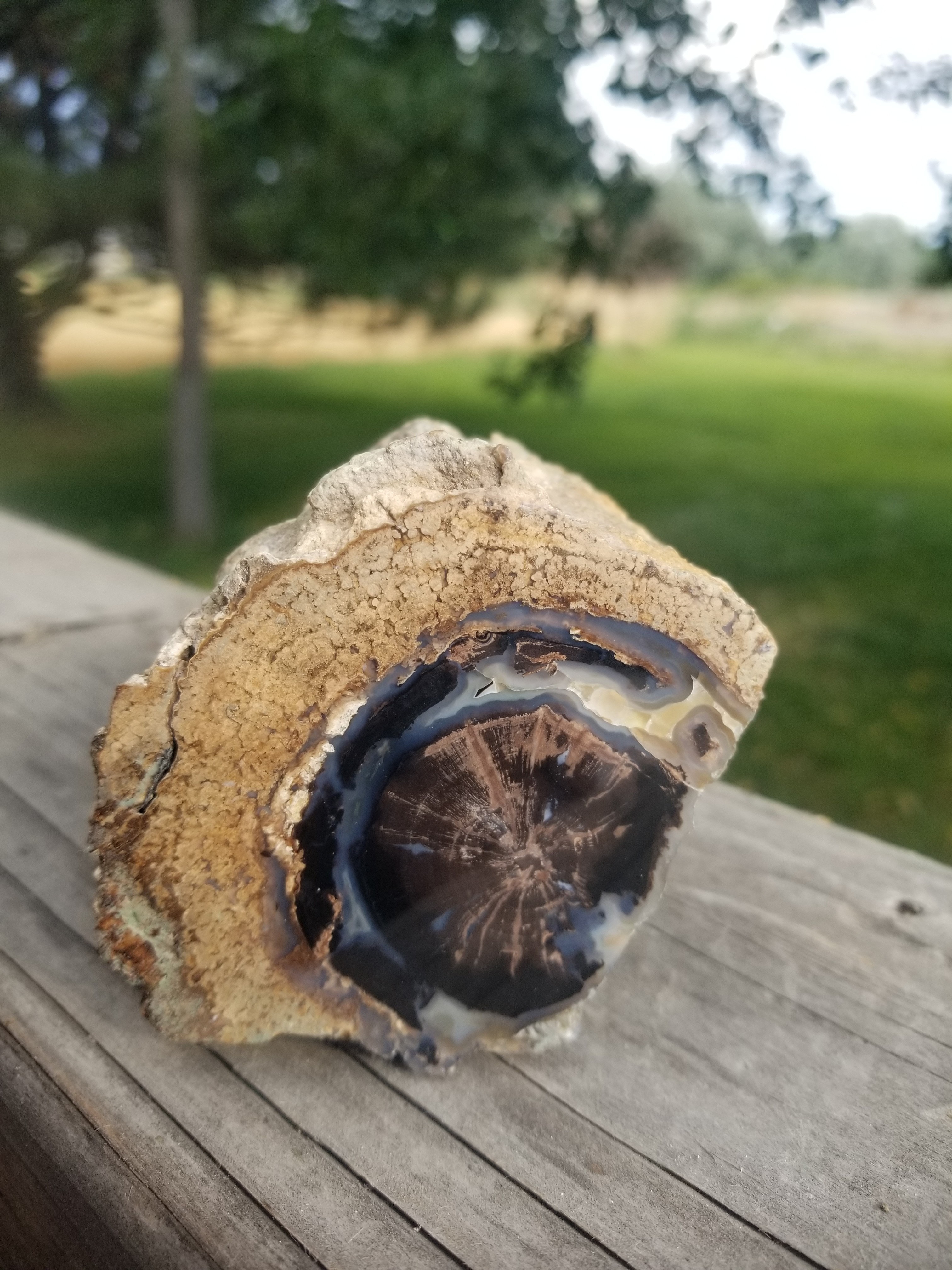 Incredible Polished Blue Forest Petrified Wood Limb Botryoidals Golden Calcite - Wyoming Agatized Wood Eden Valley