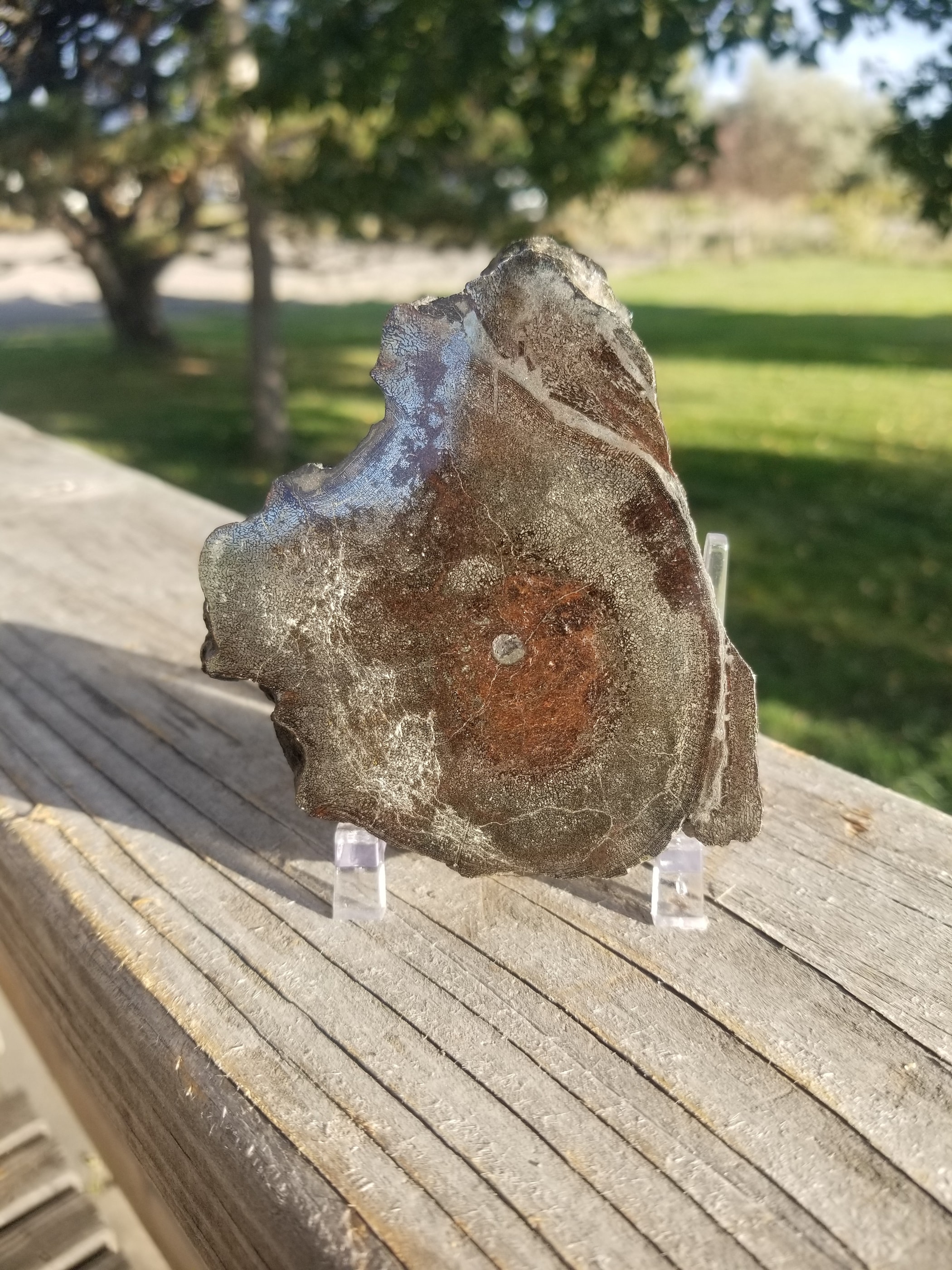 Incredible Rare Double Polished Pyrite Dinosaur Bone Gem Bone "Ichthyosaurus Vertebrae"- Volga River