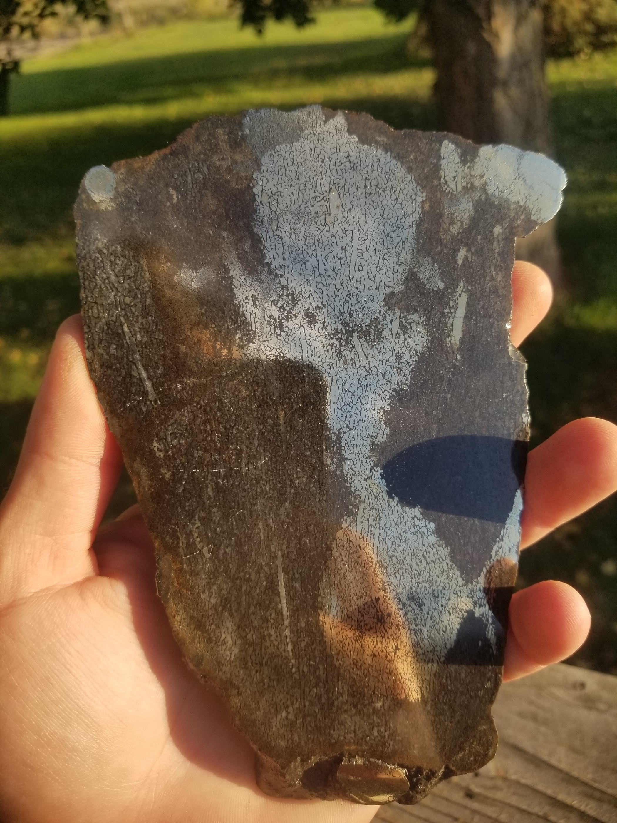 Incredible Rare Double Polished Pyrite Dinosaur Bone Gem Bone - Volga River, Russia