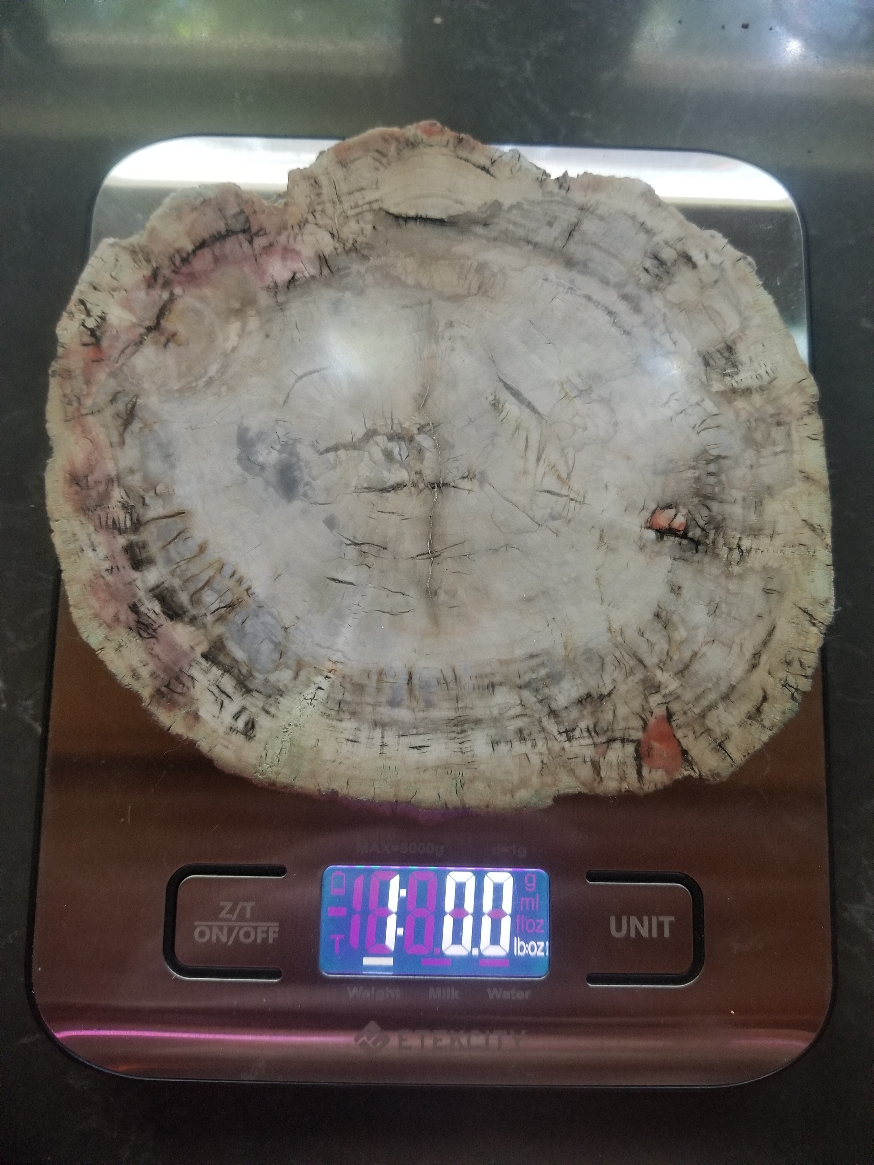 Incredible Rare Polished Pine Araucaria (Monkey Puzzle or Pehuen) Petrified Wood Round Specimen Patagonia, Argentina