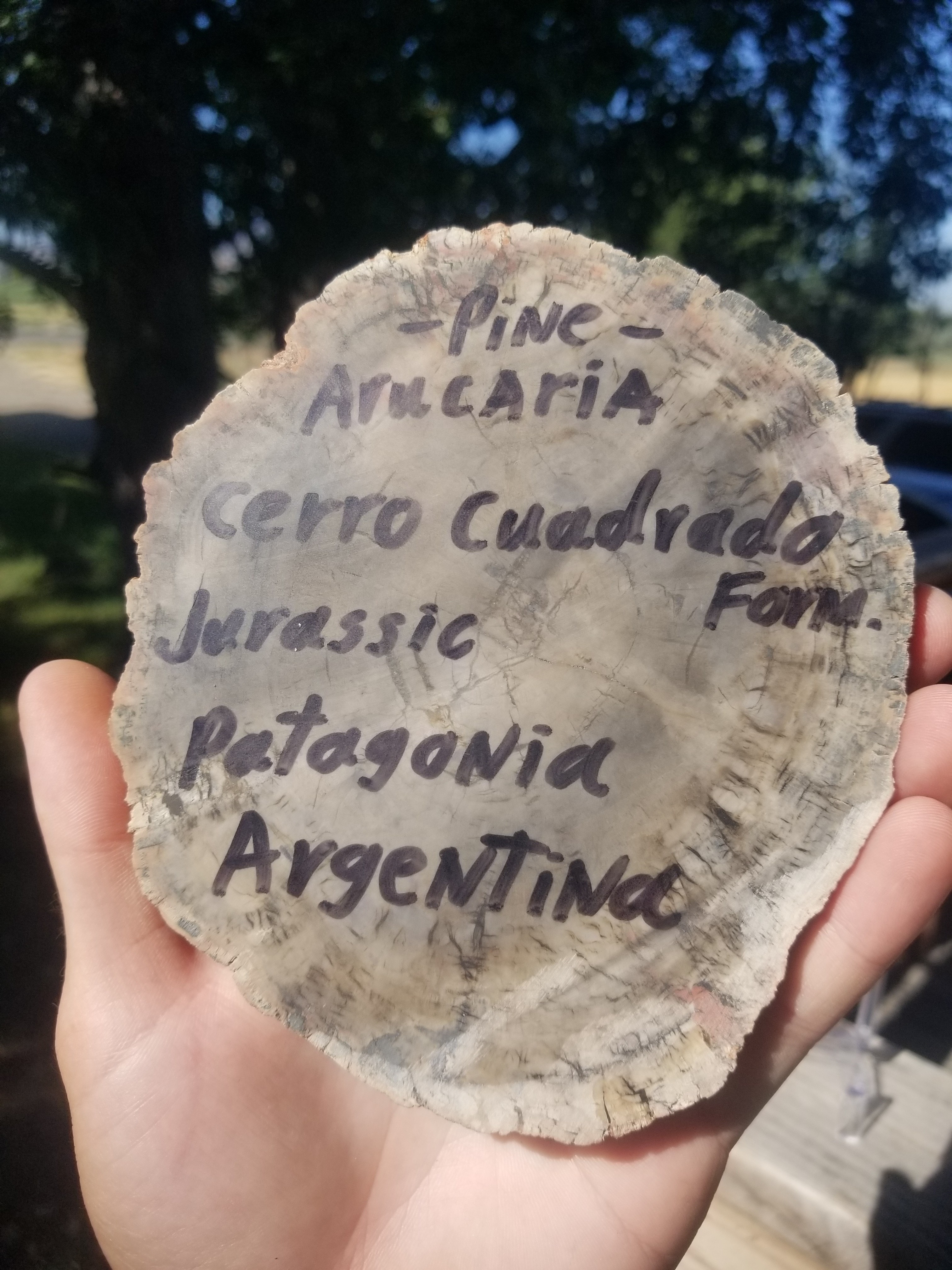 Incredible Rare Polished Pine Araucaria (Monkey Puzzle or Pehuen) Petrified Wood Round Specimen Patagonia, Argentina view 2
