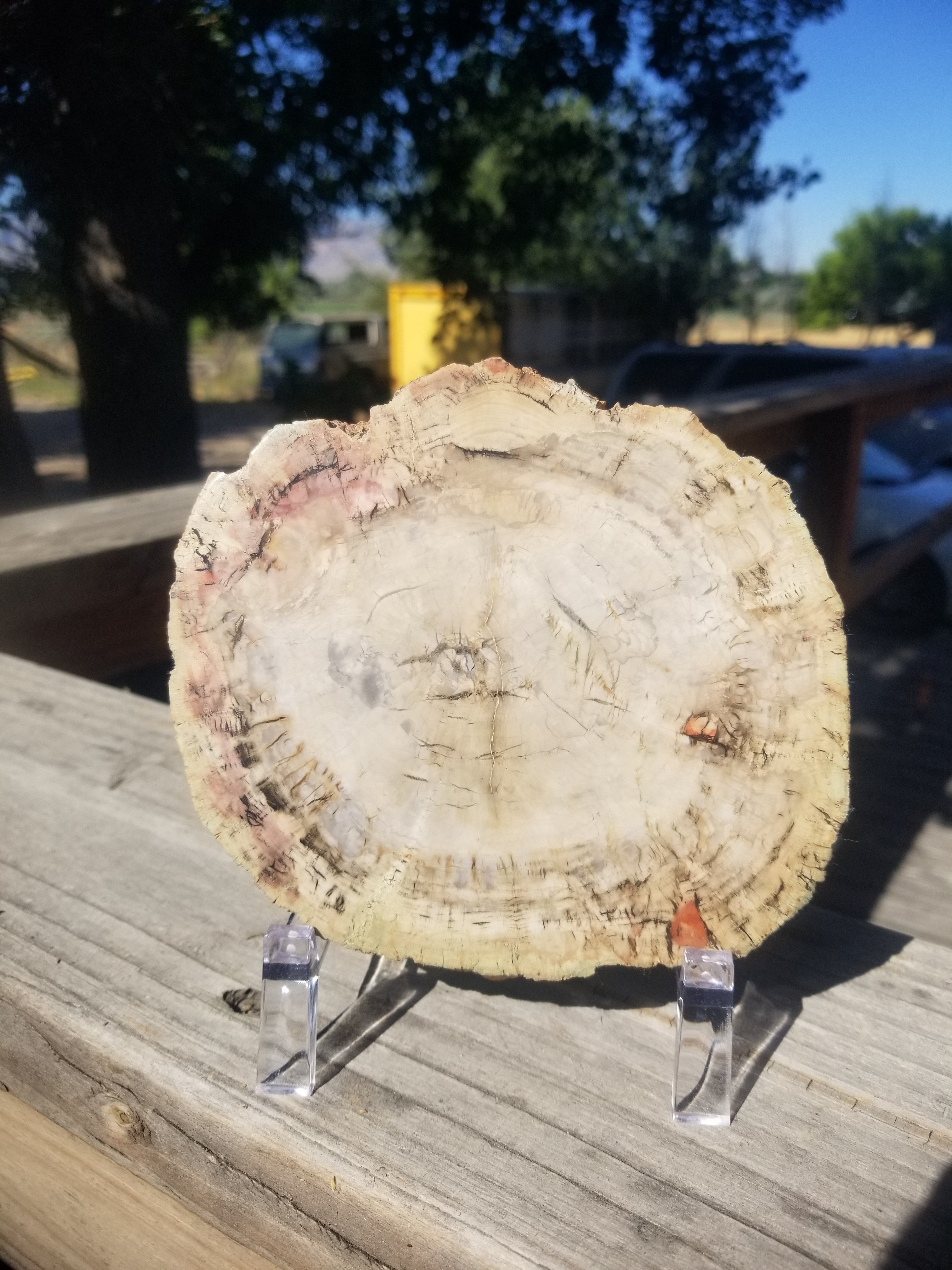 Incredible Rare Polished Pine Araucaria (Monkey Puzzle or Pehuen) Petrified Wood Round Specimen Patagonia, Argentina view 3