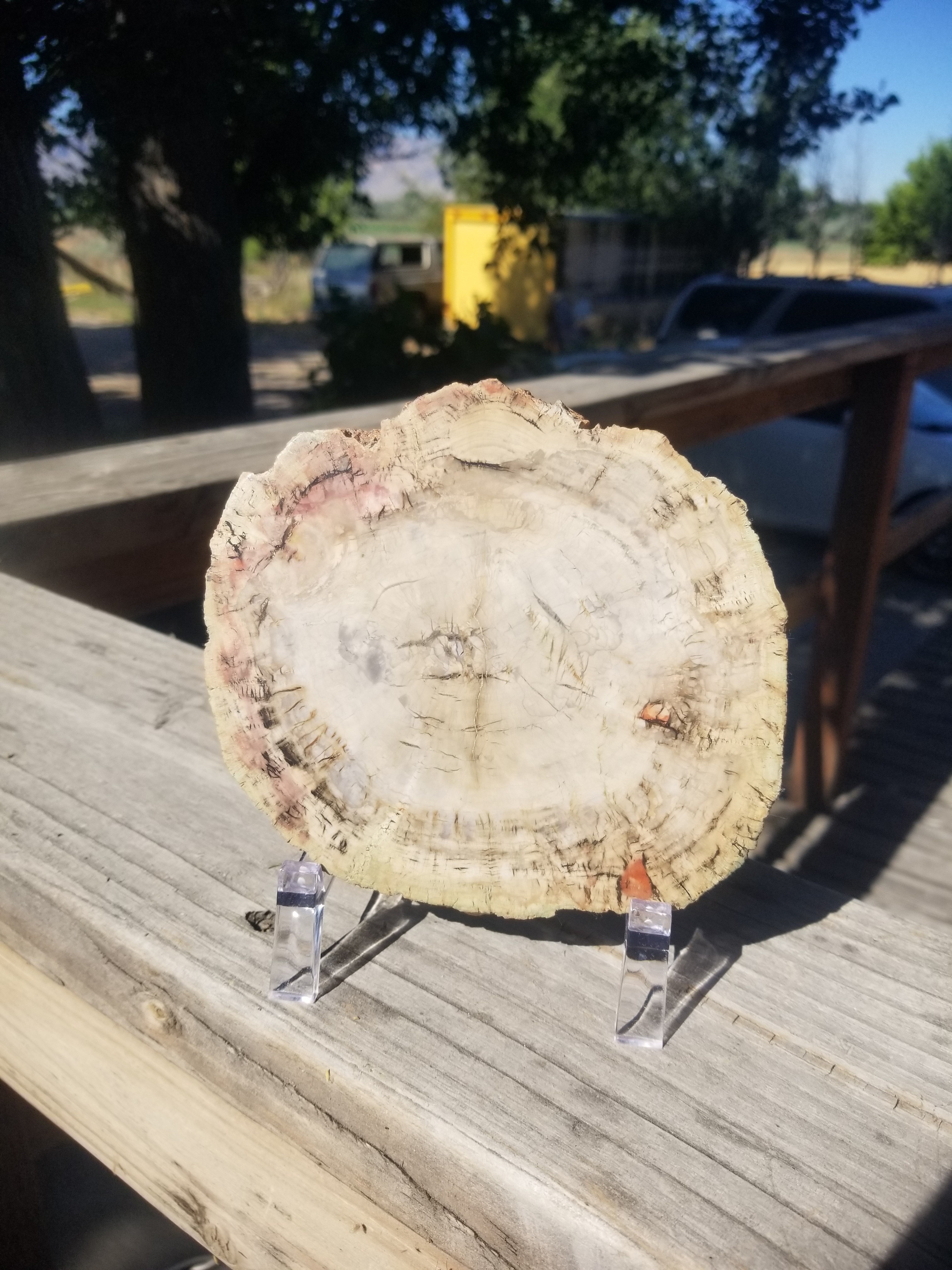 Incredible Rare Polished Pine Araucaria (Monkey Puzzle or Pehuen) Petrified Wood Round Specimen Patagonia, Argentina view 4