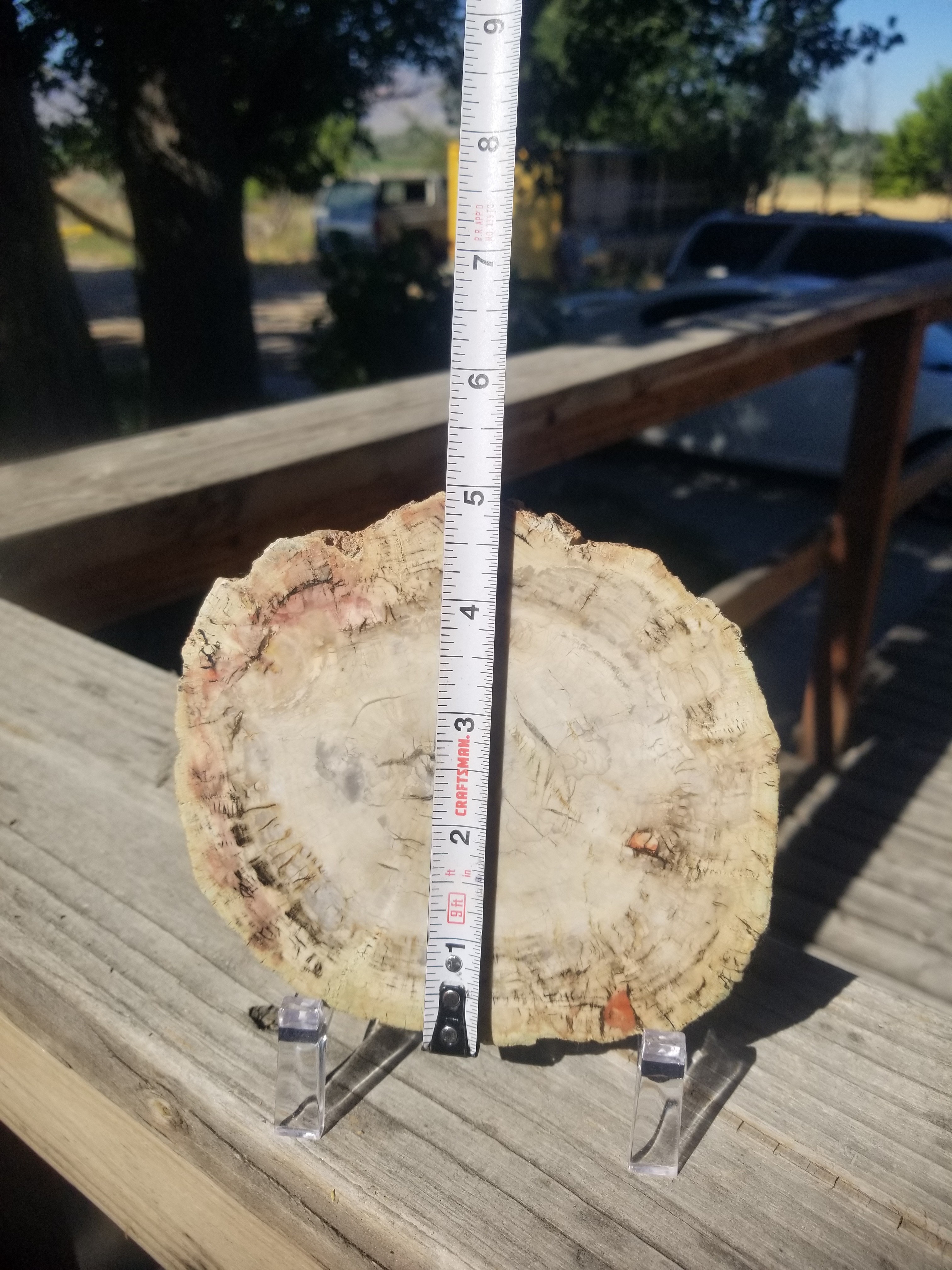 Incredible Rare Polished Pine Araucaria (Monkey Puzzle or Pehuen) Petrified Wood Round Specimen Patagonia, Argentina view 6