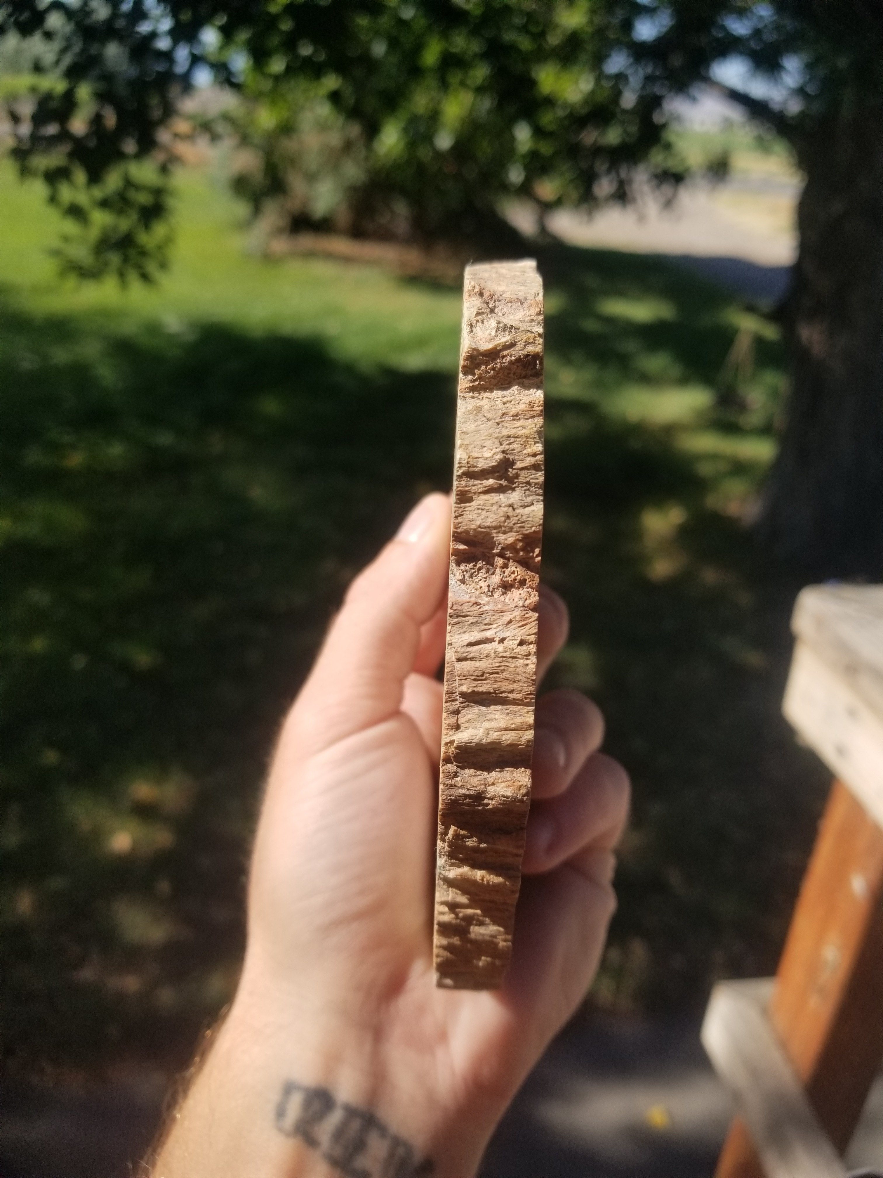 Incredible Rare Polished Pine Araucaria (Monkey Puzzle or Pehuen) Petrified Wood Round Specimen Patagonia, Argentina view 8