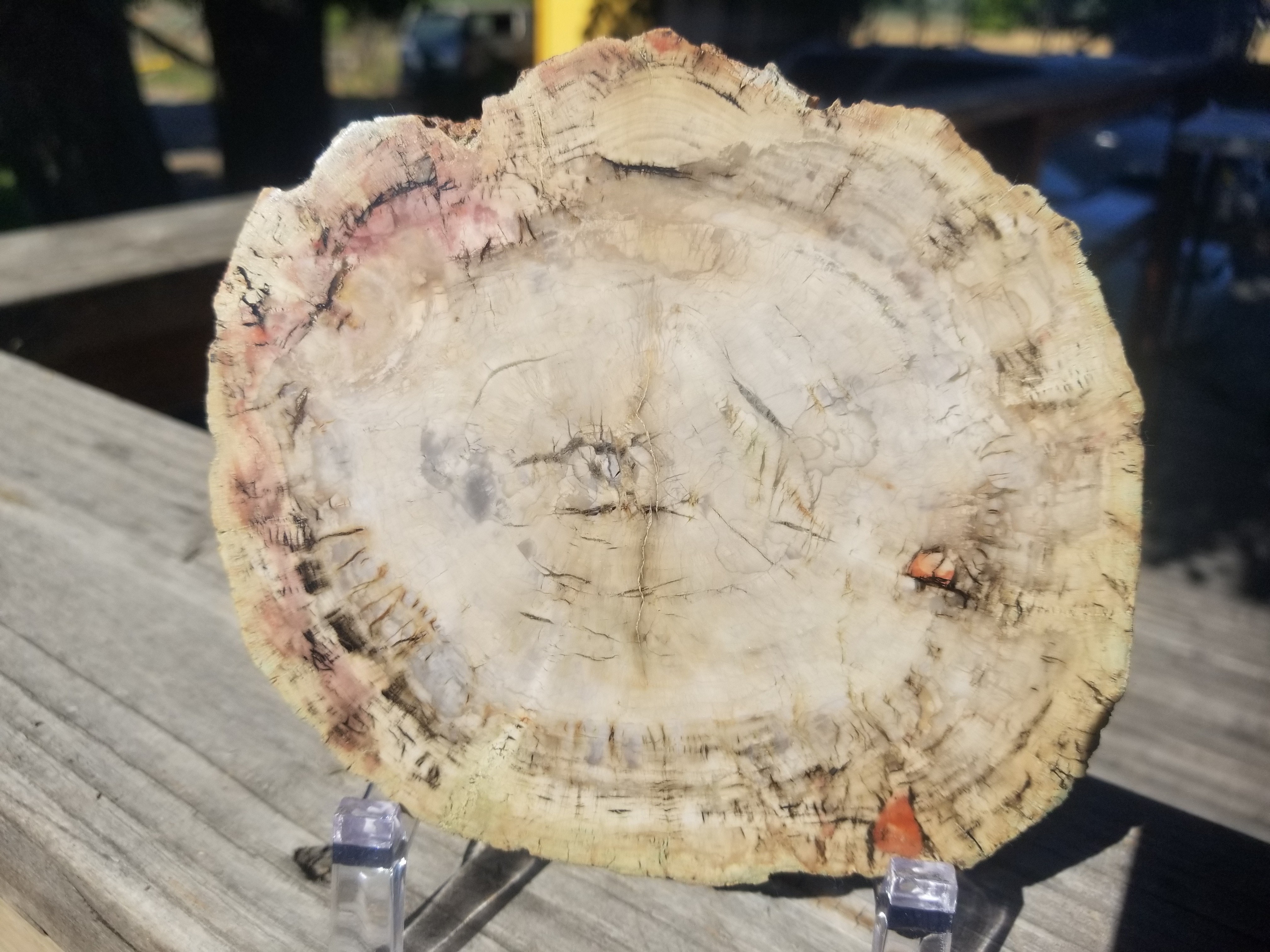 Incredible Rare Polished Pine Araucaria (Monkey Puzzle or Pehuen) Petrified Wood Round Specimen Patagonia, Argentina view 12