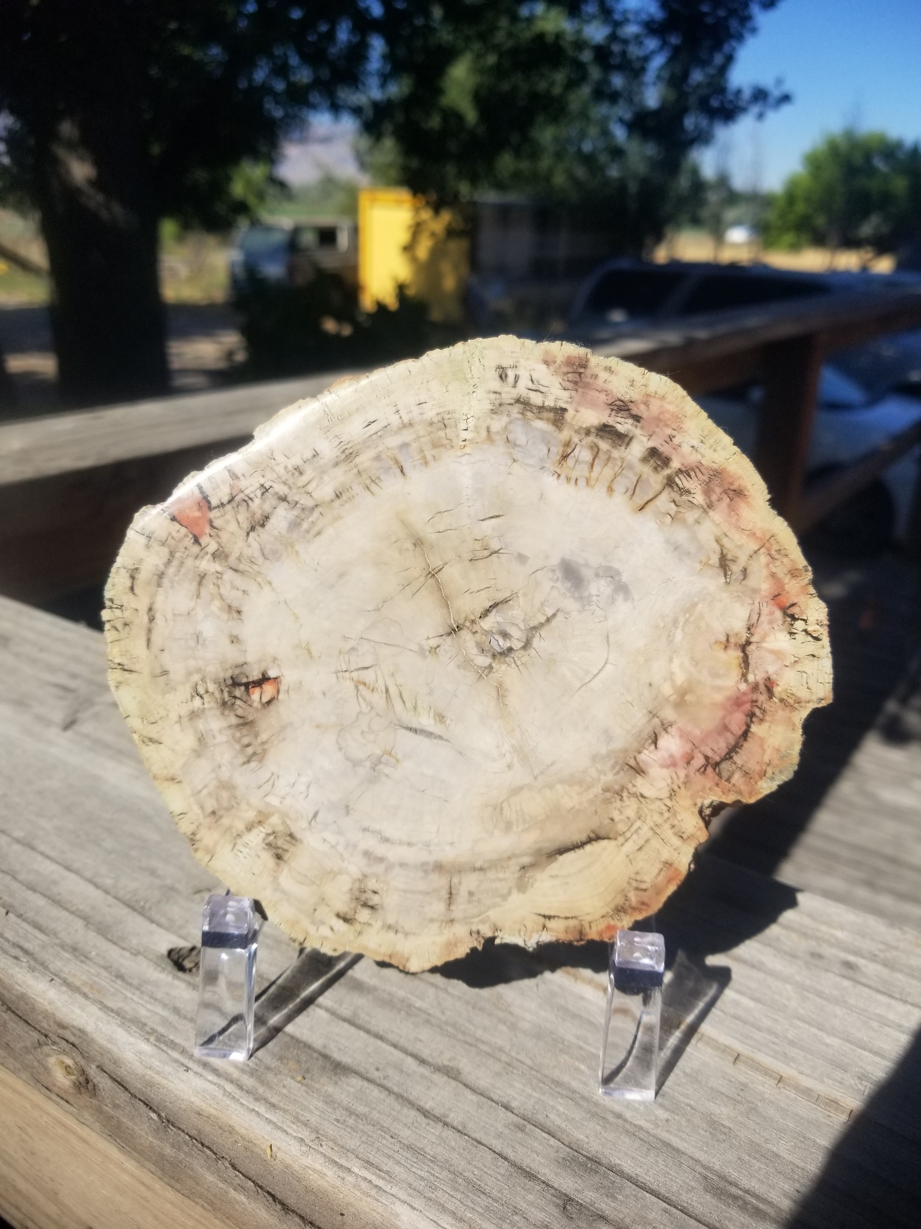 Incredible Rare Polished Pine Araucaria (Monkey Puzzle or Pehuen) Petrified Wood Round Specimen Patagonia, Argentina view 13