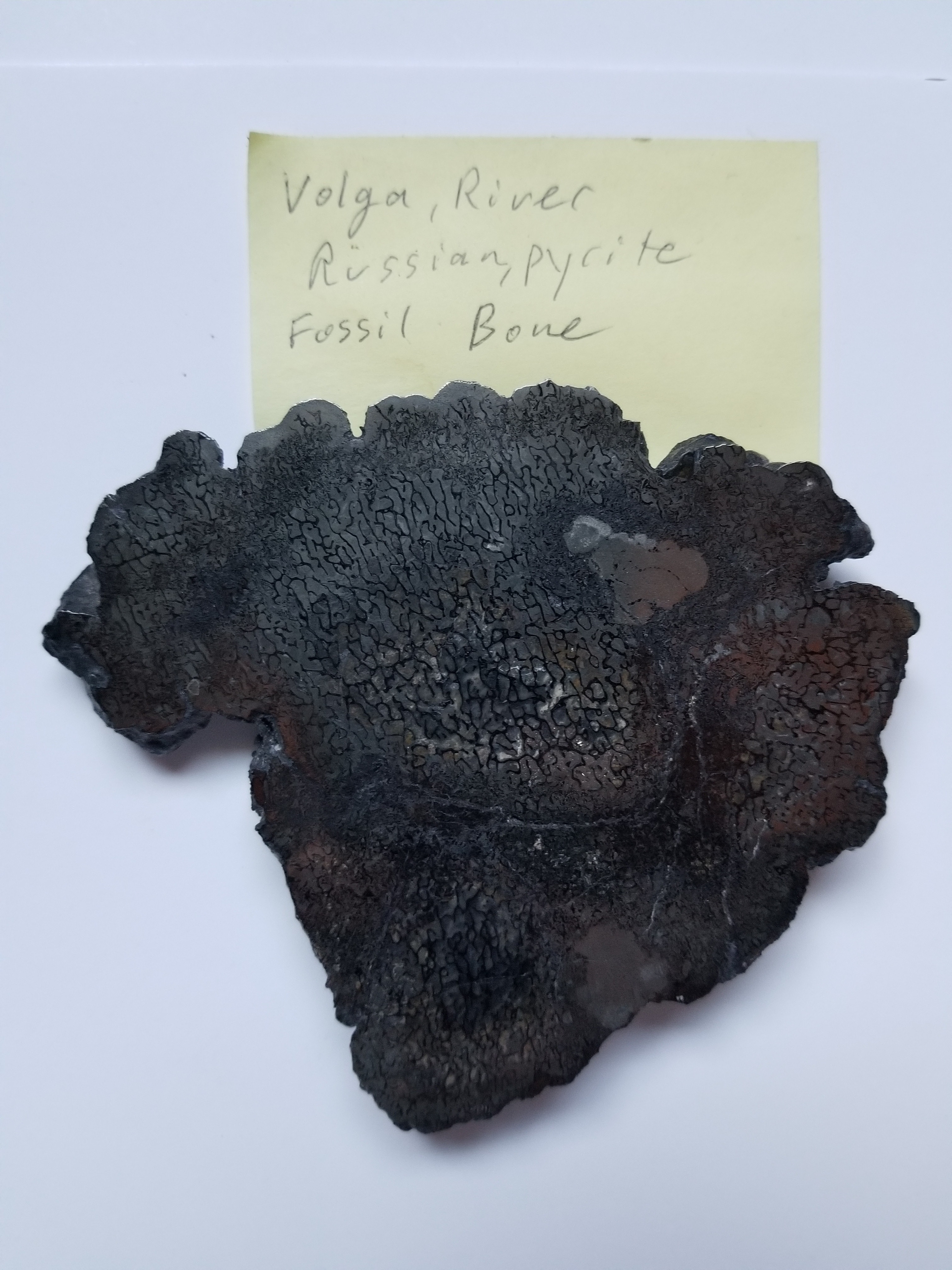 Incredible Rare Polished Pyrite Dinosaur Bone Gem Bone - Volga River, Russia