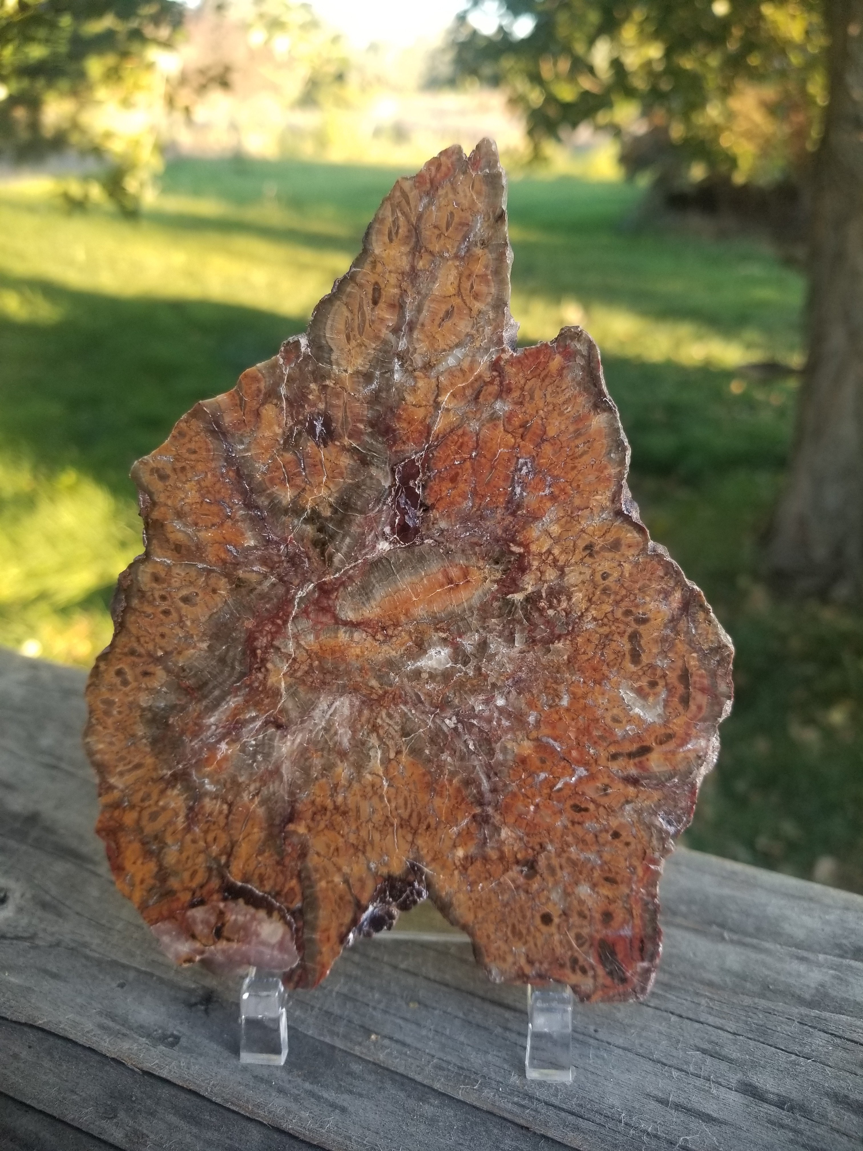 Interesting Polished Petrified Bog Wood Slab Specimen w/ Fungal Rot Utah 6"x4"