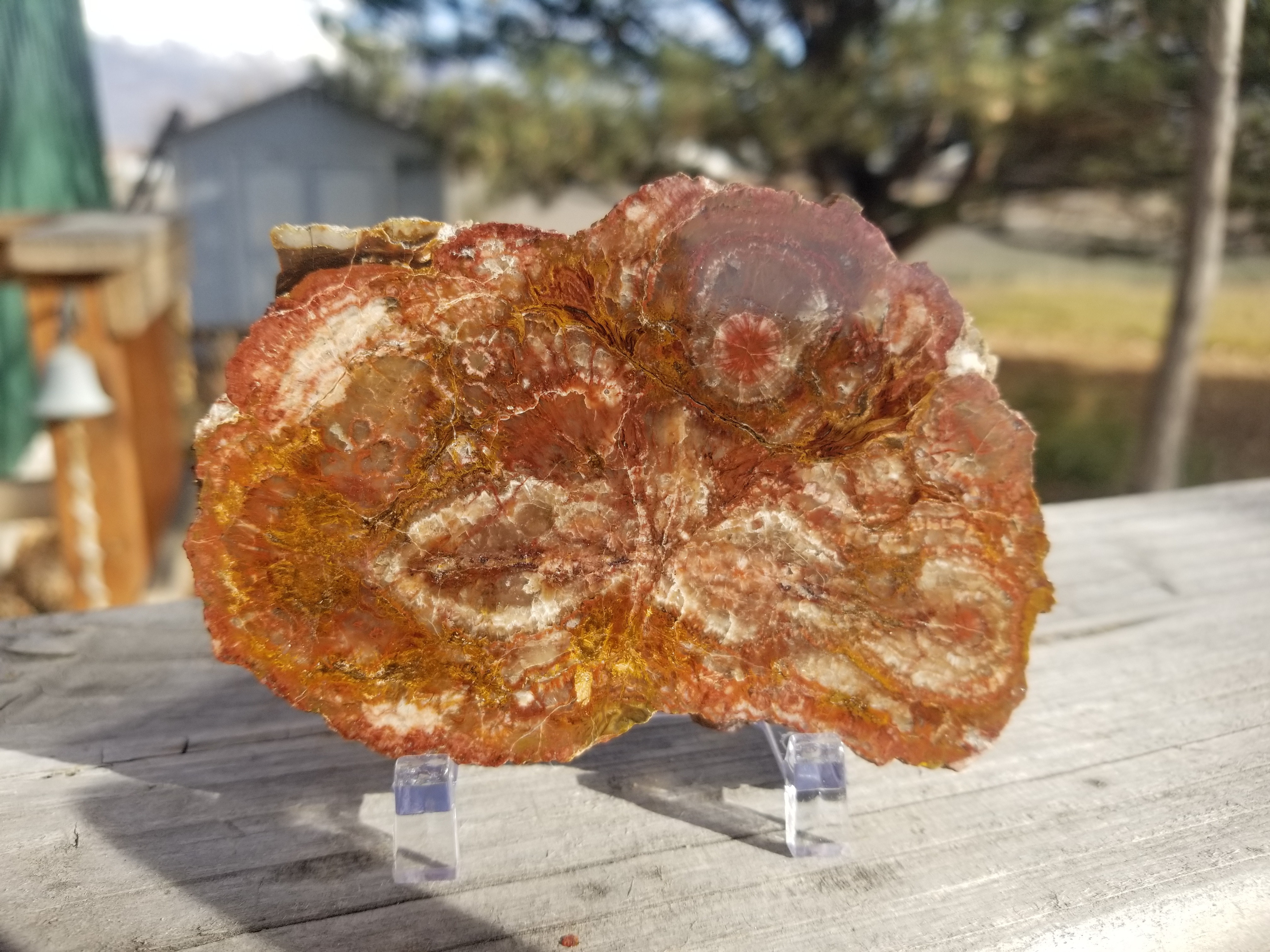 Interesting Polished Petrified Bog Wood Slab Specimen w/ Fungal Rot Utah 4.25"x3"