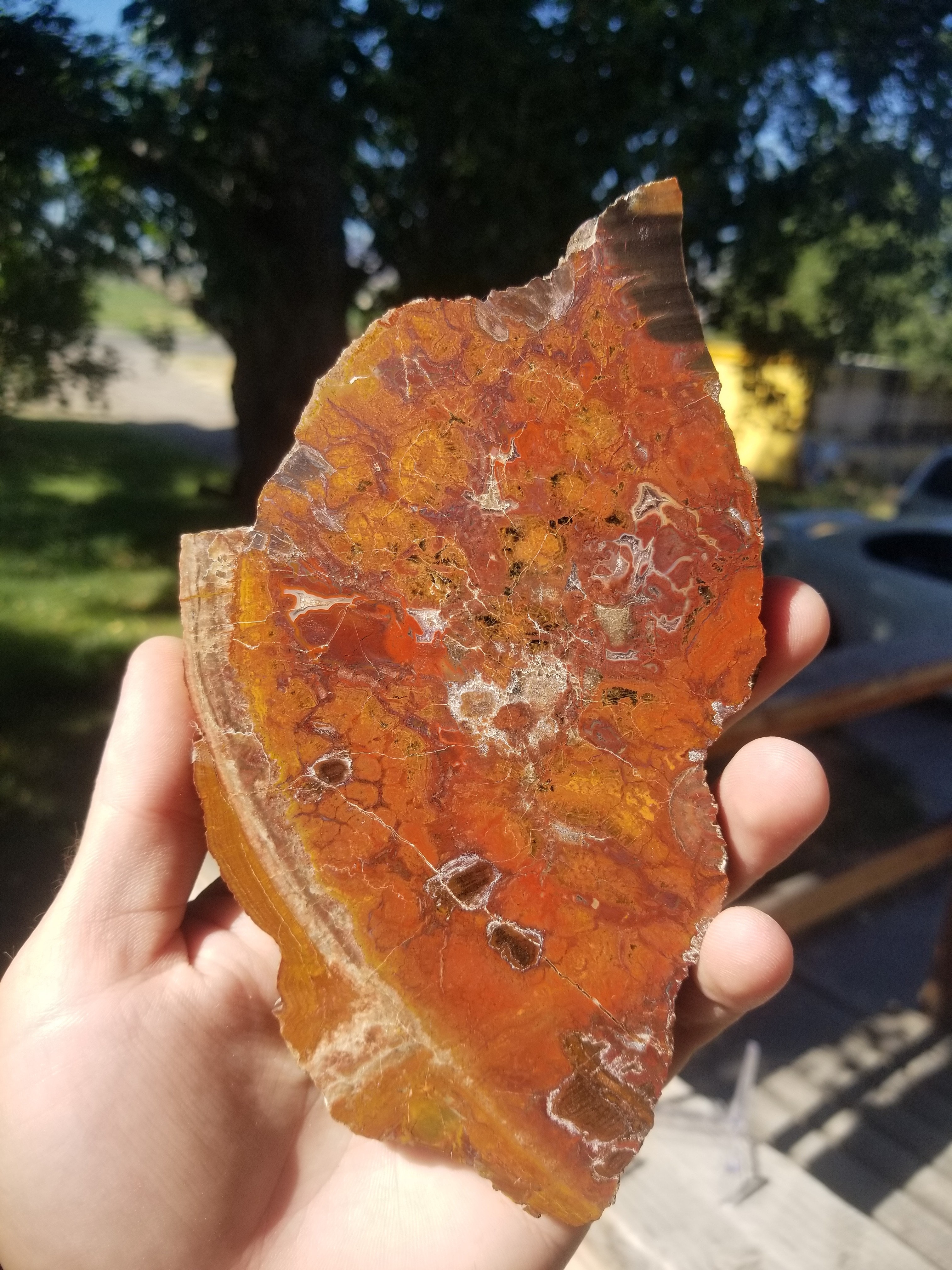 Interesting Polished Petrified Bog Wood Slab Specimen w/ Fungal Rot and Fortifications Utah 6.5"x4"