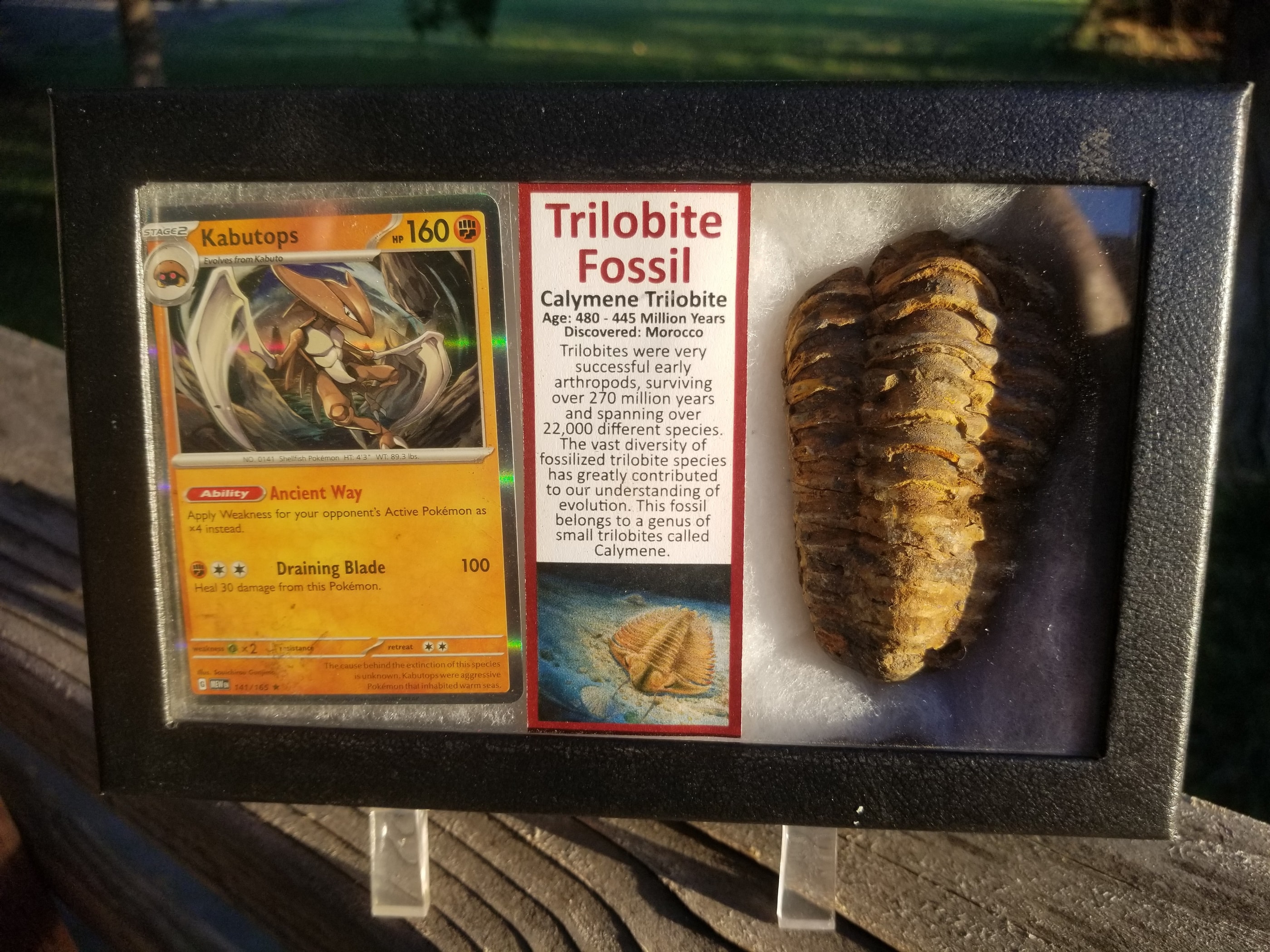 Pokemon Card Display w/Fossil Correlated to Card