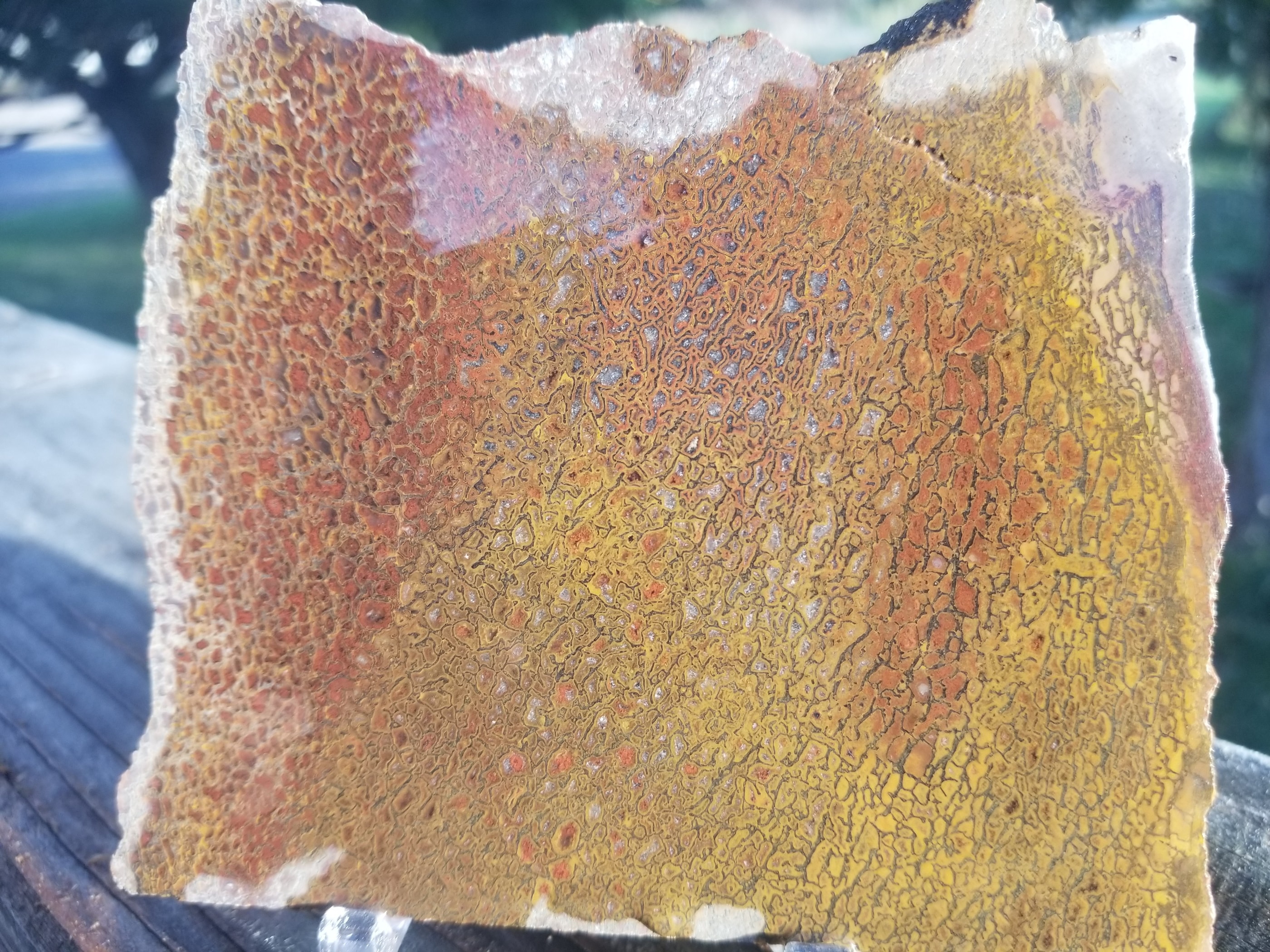 Multicolor Agatized Dinosaur Gem Bone Slab 182g Large Cell