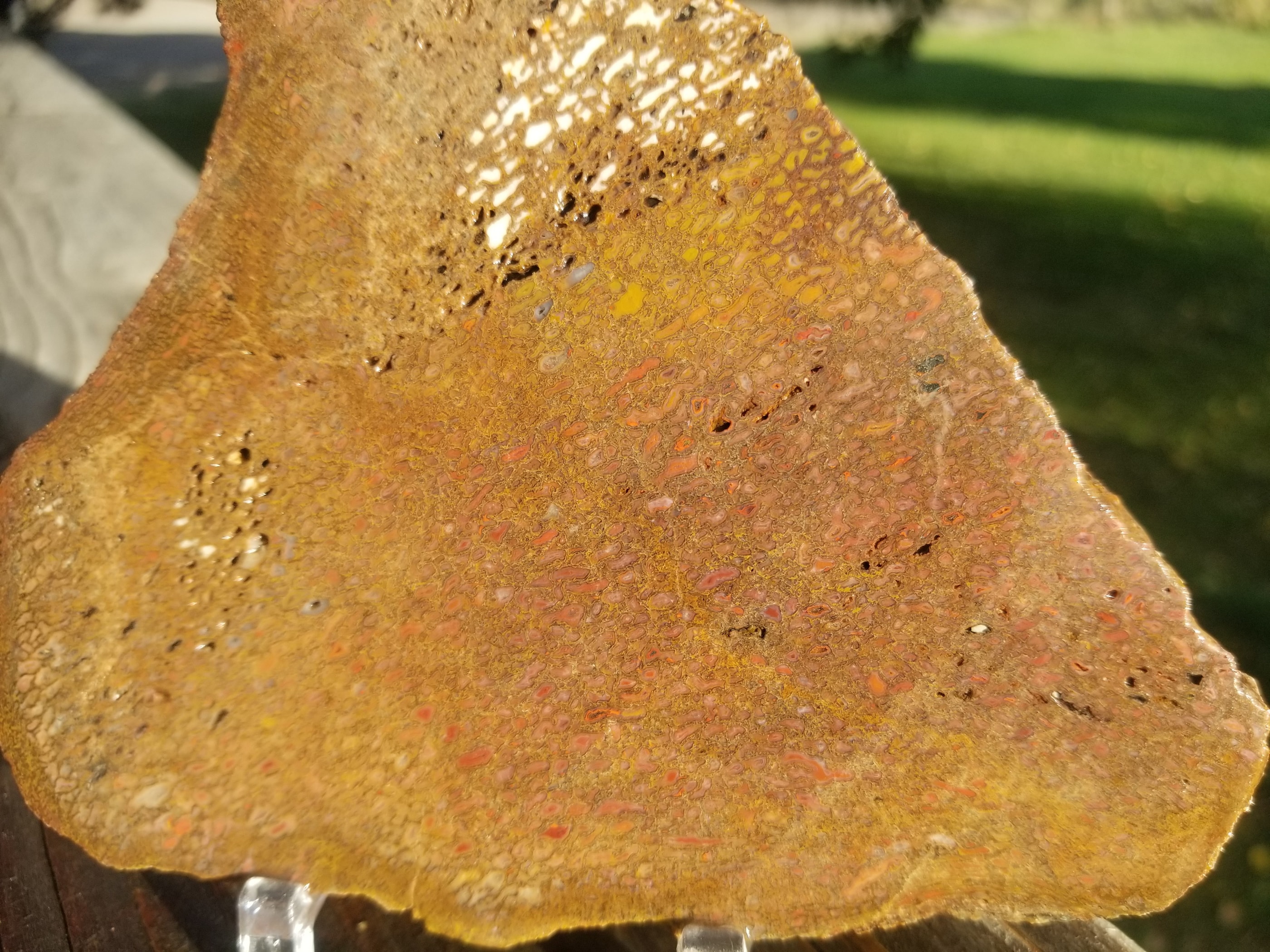 Large Rainbow Agatized Dinosaur Gem Bone Slab 183g