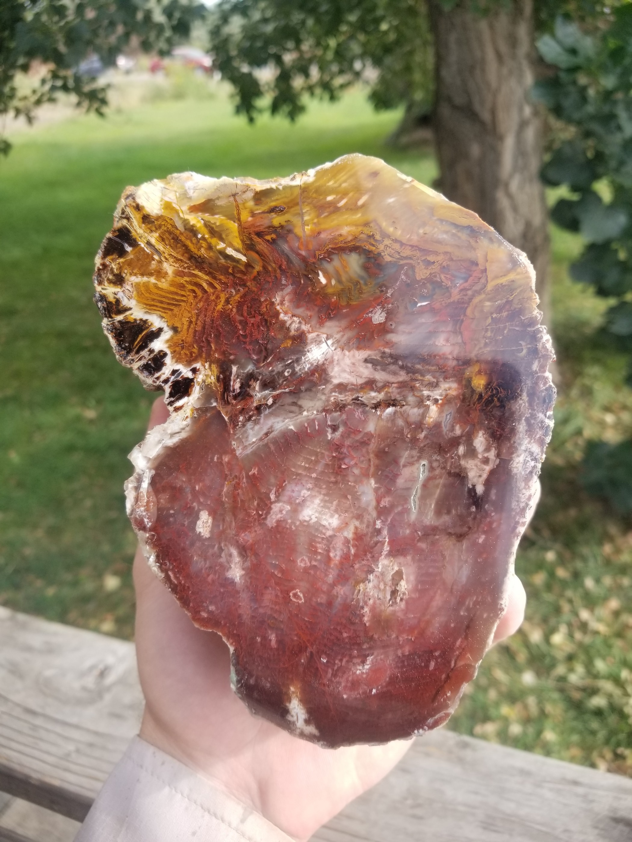 Great Large Park City Petrified Wood Slab Polished Utah Silver Creek Jct Miocene 12x6.25" Nearly 4Lb