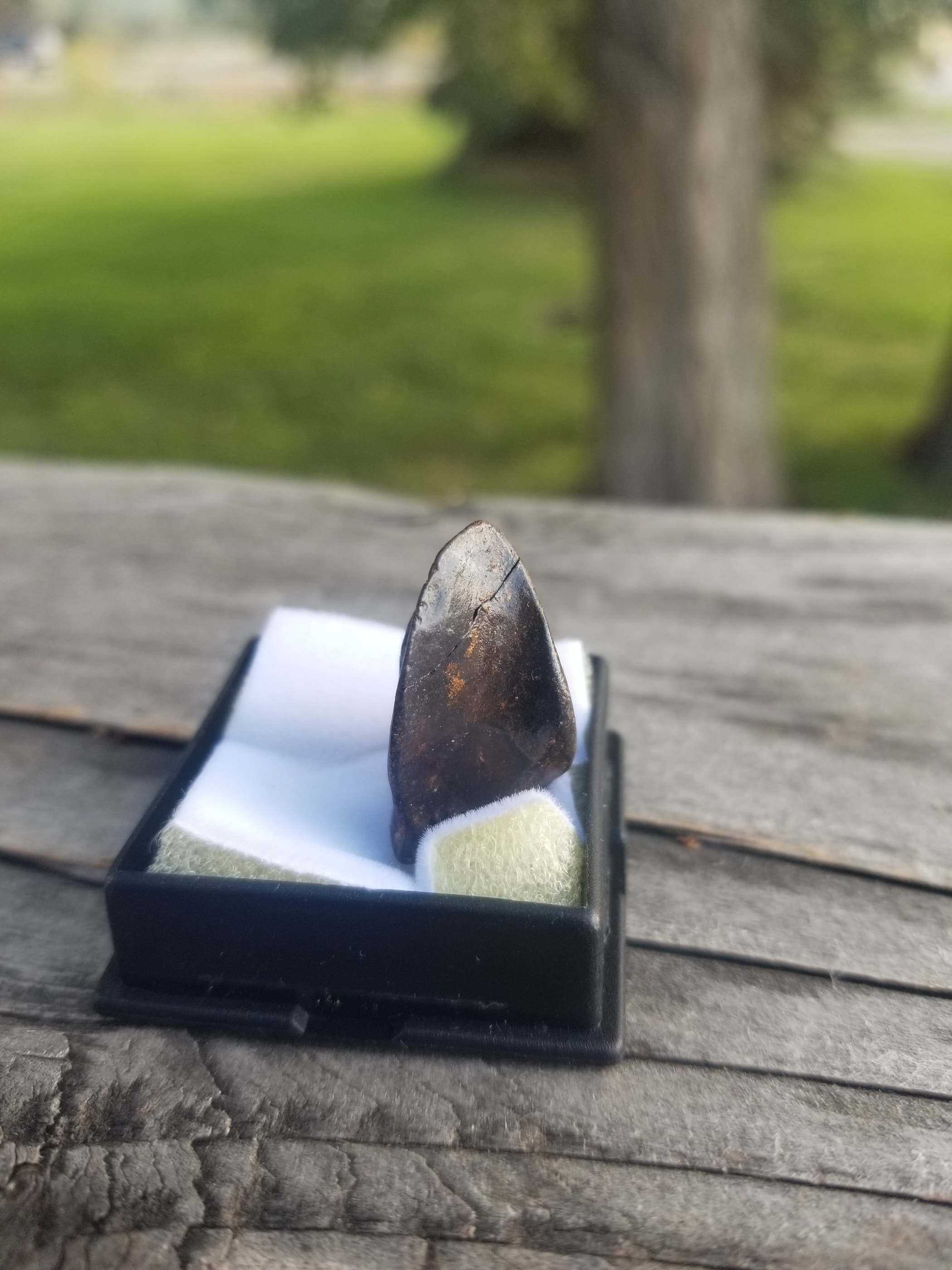 Nice Triceratops Tooth Fossil Specimen Hell Creek, MT