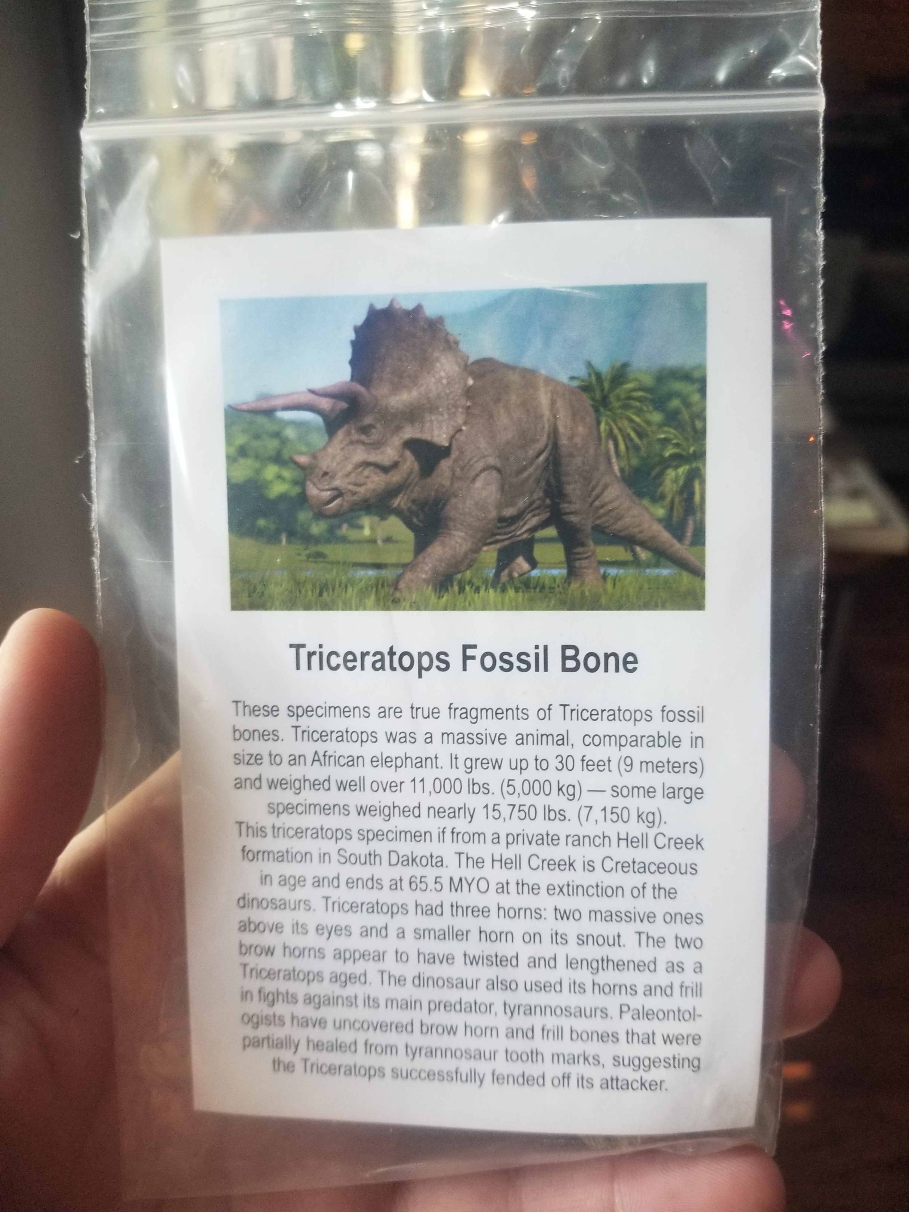 Regular Triceratops Bone Fossil Specimen w/Educational card (Bagged)