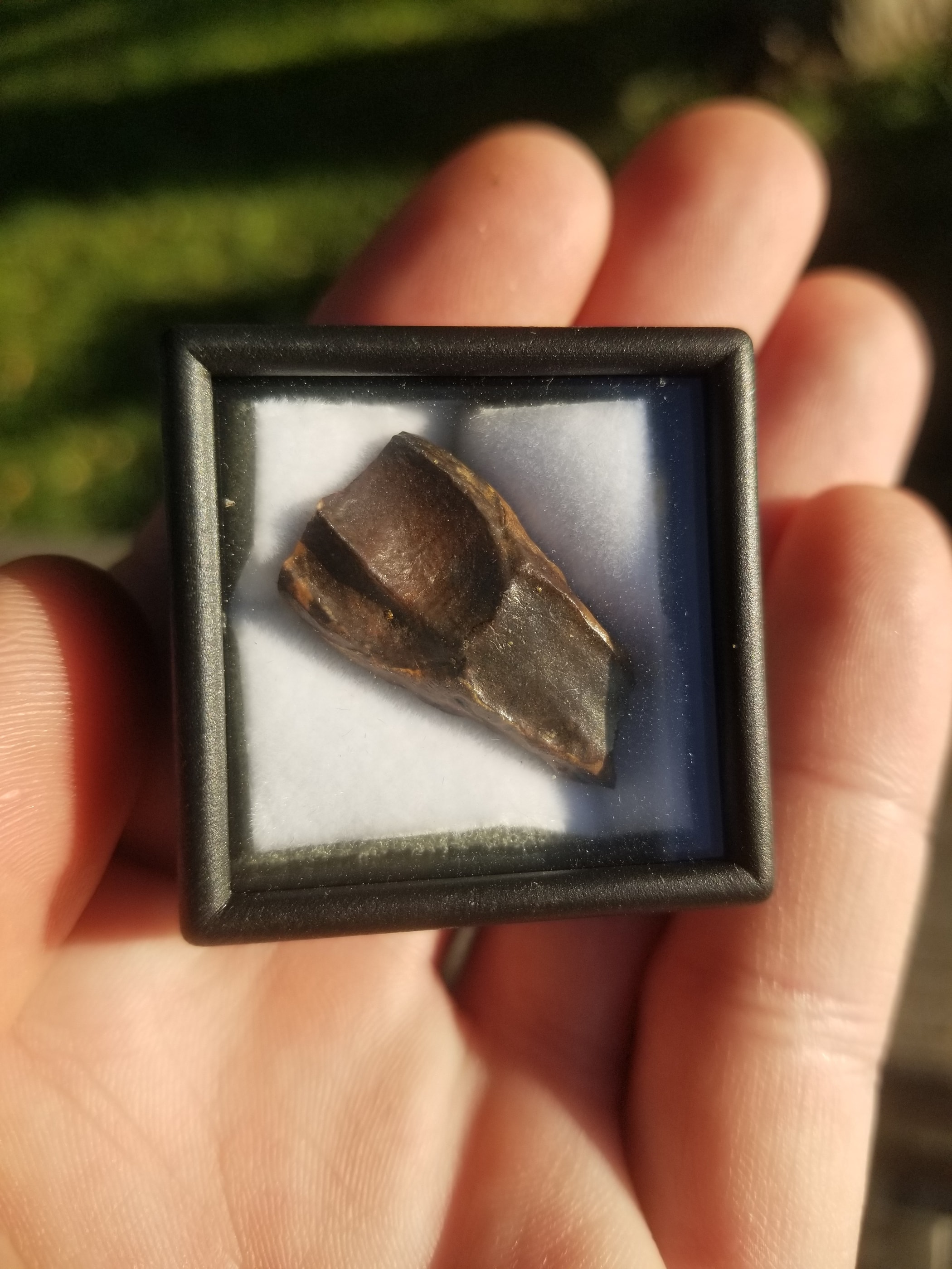 Nice Triceratops Tooth Fossil Specimen Hell Creek, MT