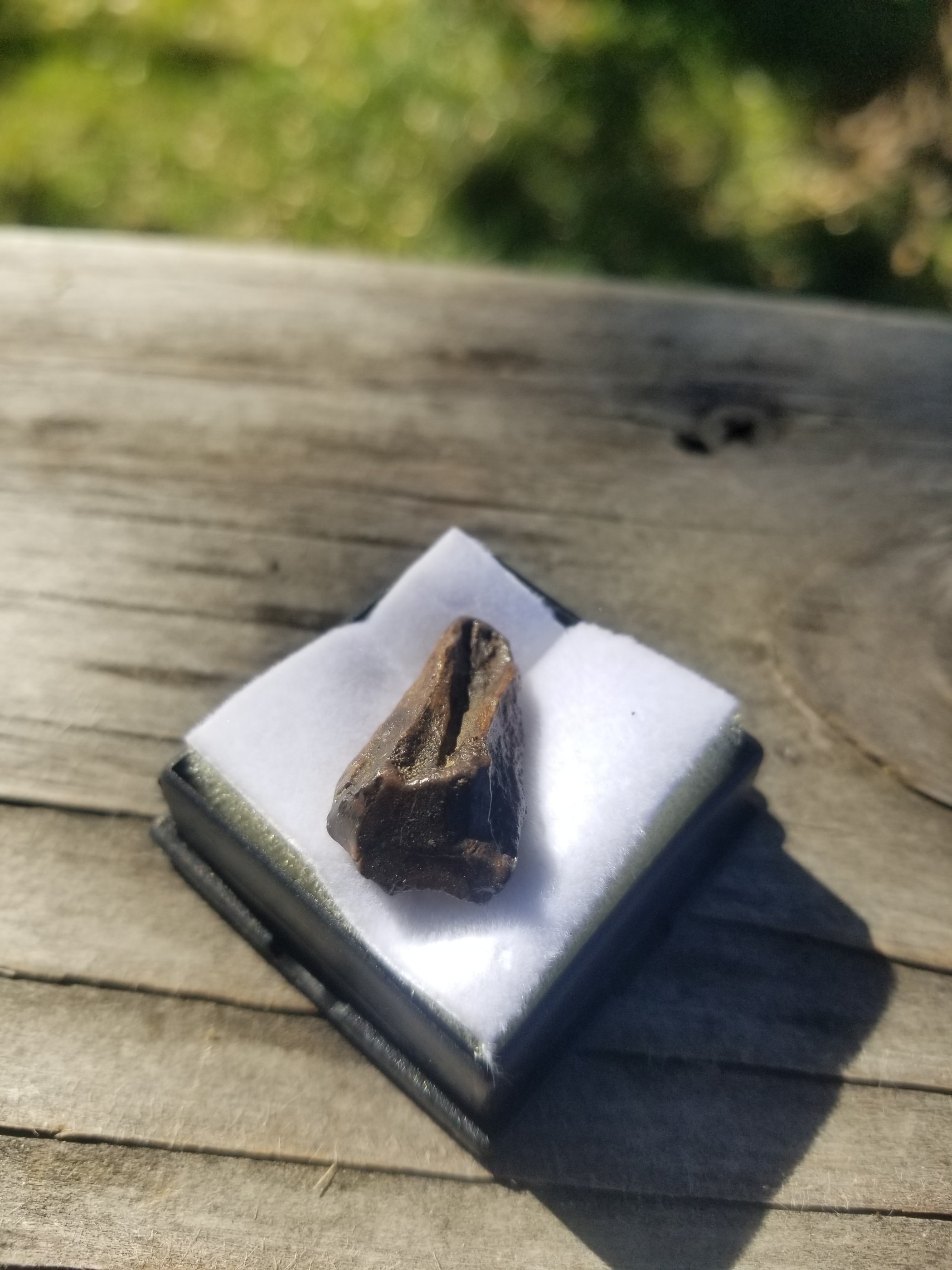 Nice Triceratops Tooth Fossil Specimen Hell Creek, MT