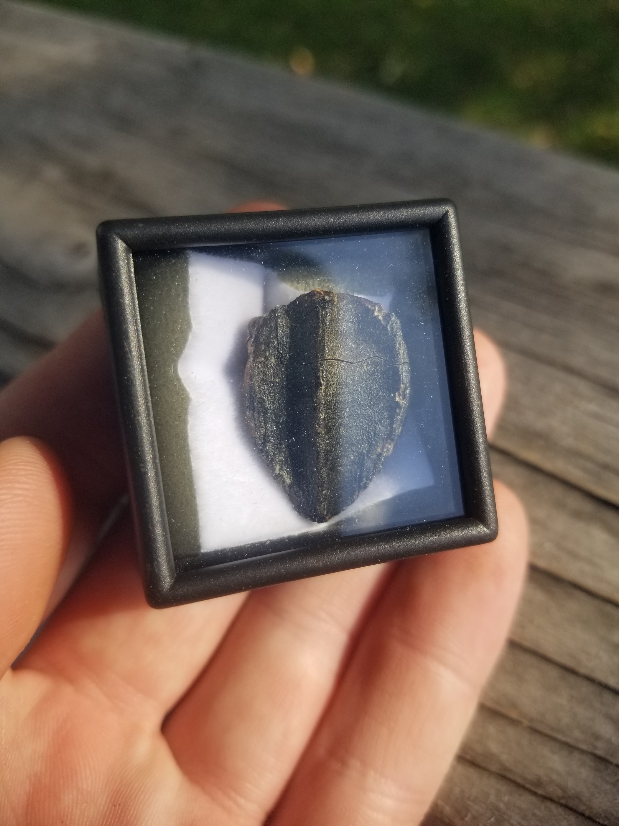 Nice Triceratops Tooth Fossil Specimen Hell Creek, MT