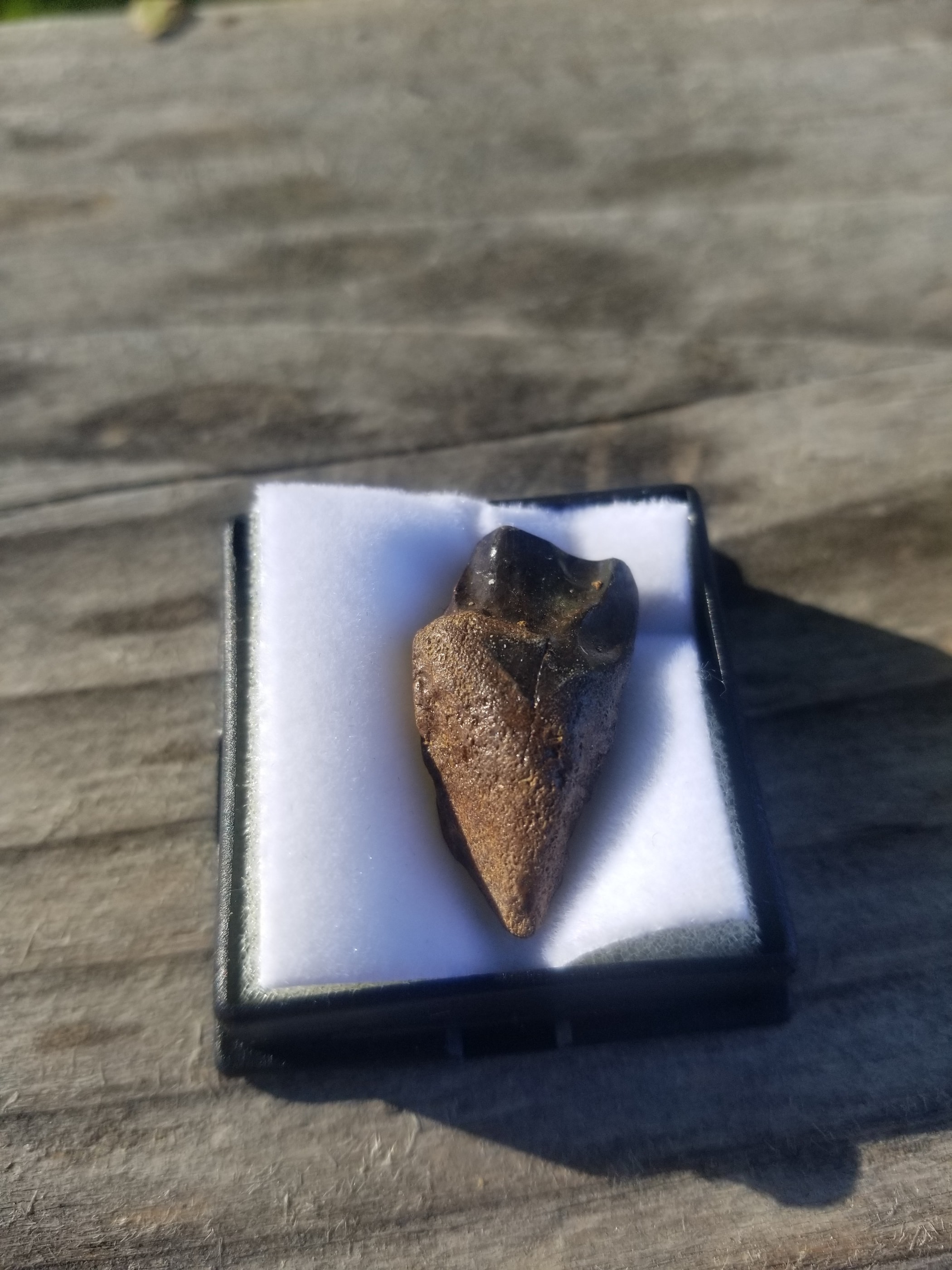Nice Triceratops Tooth Fossil Specimen Hell Creek, MT