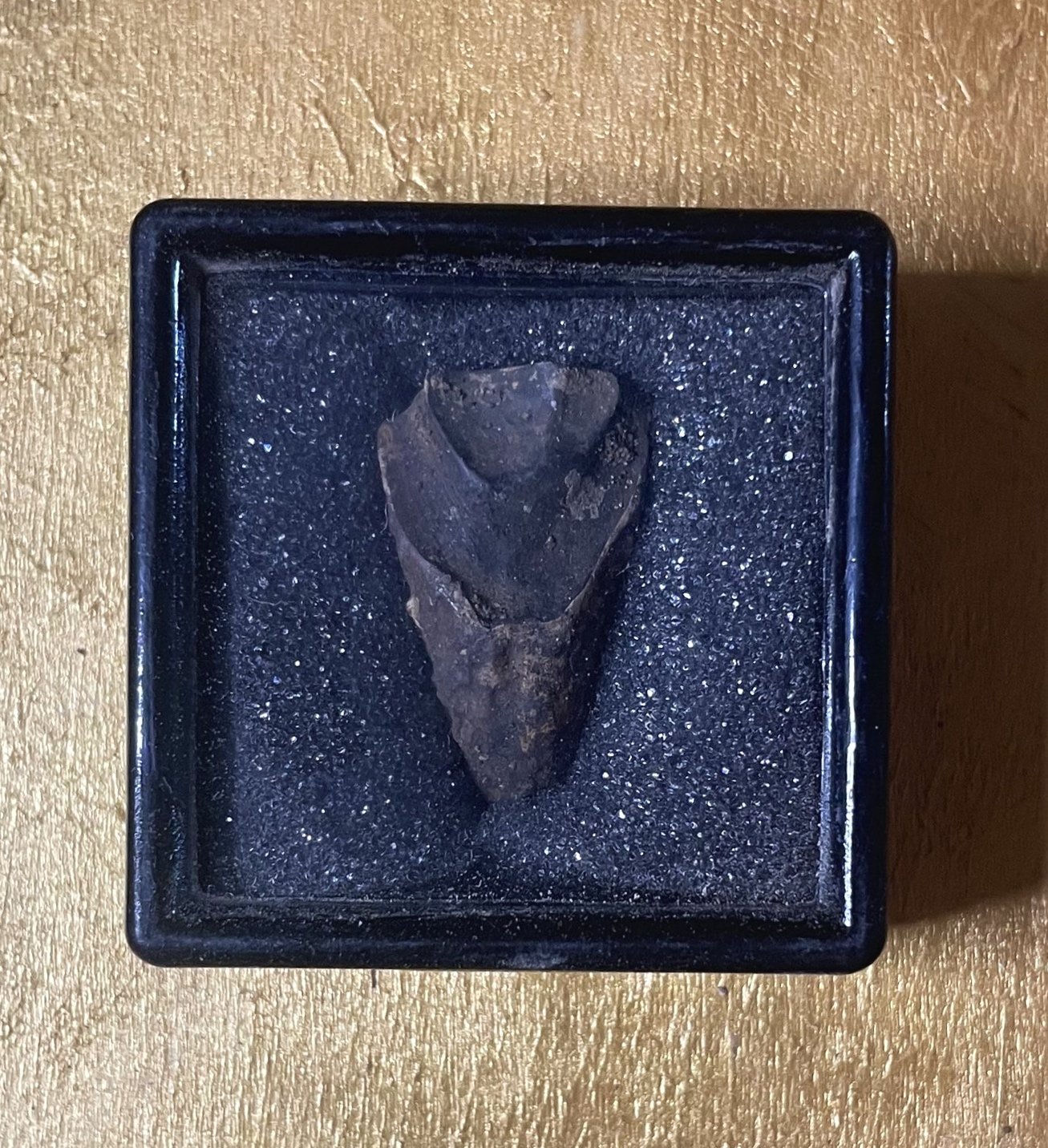 Nice Triceratops Tooth Fossil Specimen Hell Creek, MT