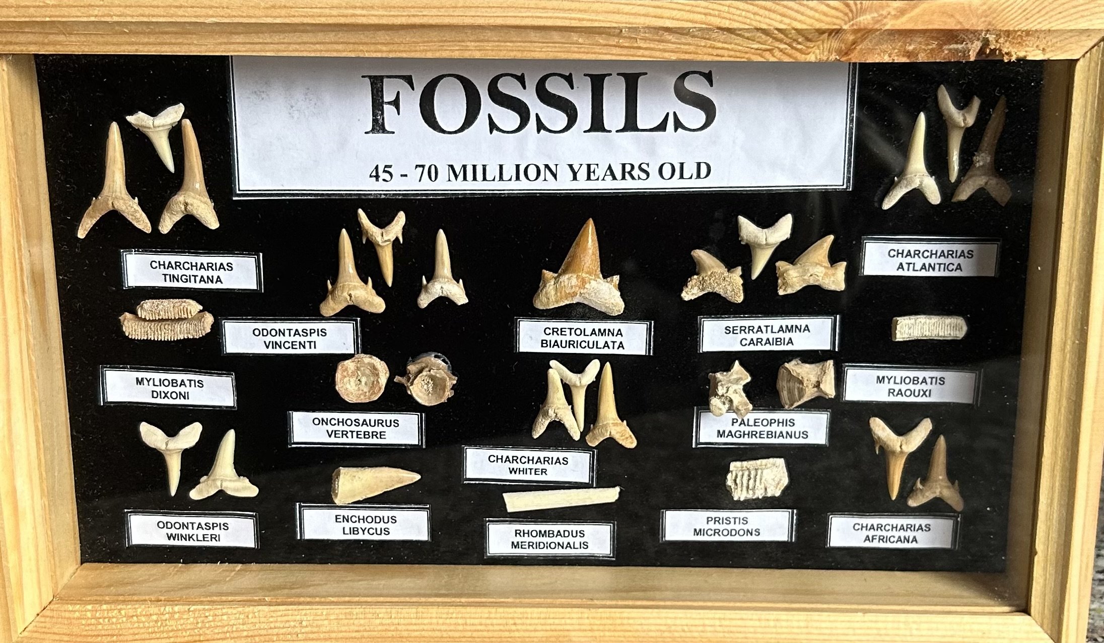 Nice Shark Teeth/Tooth & Fossils - Labeled Collector's Boxed Set - Moroccan Specimens