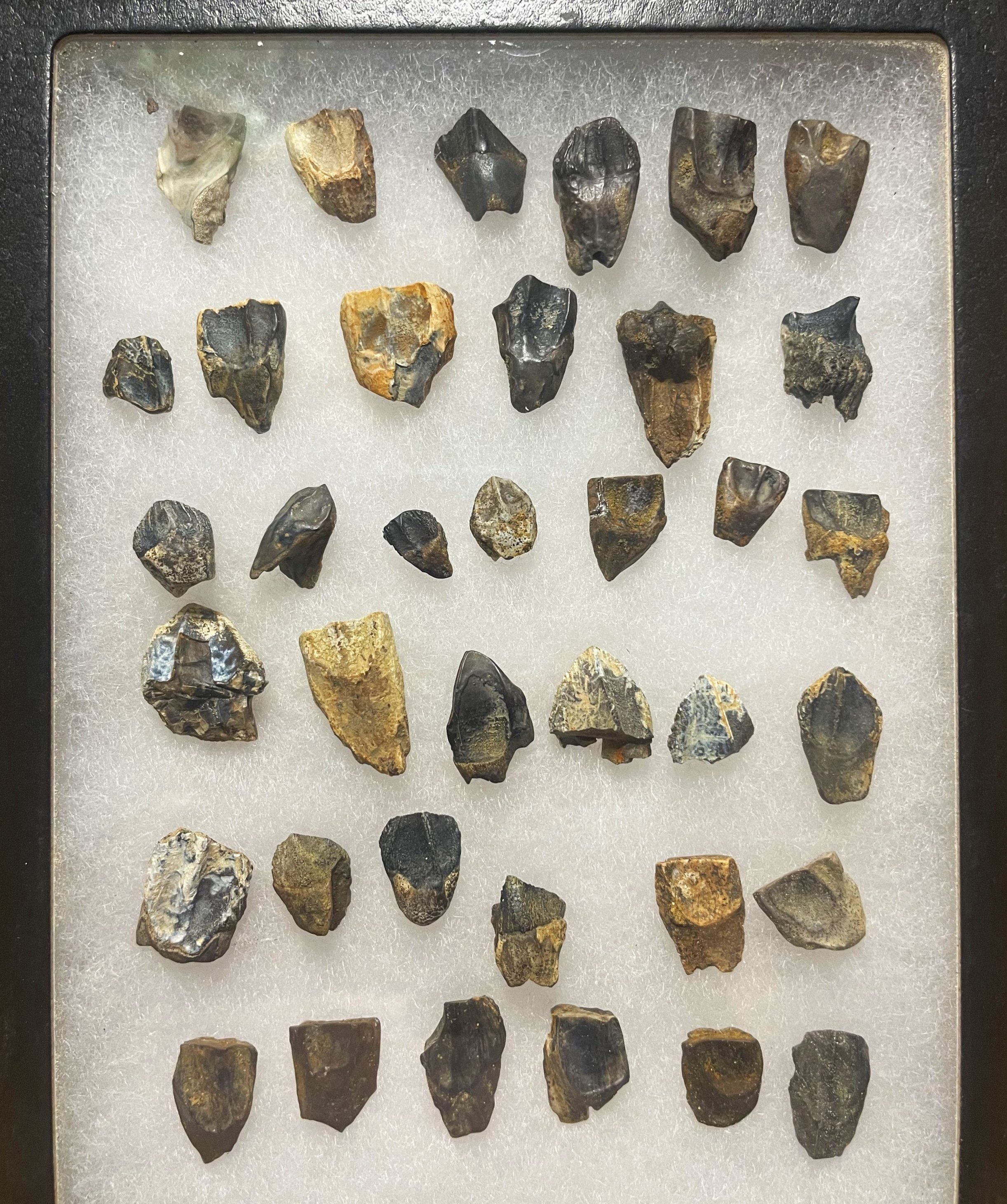 Awesome 37 Piece Triceratops Tooth/Teeth Fossil Specimen Display Hell Creek, MT