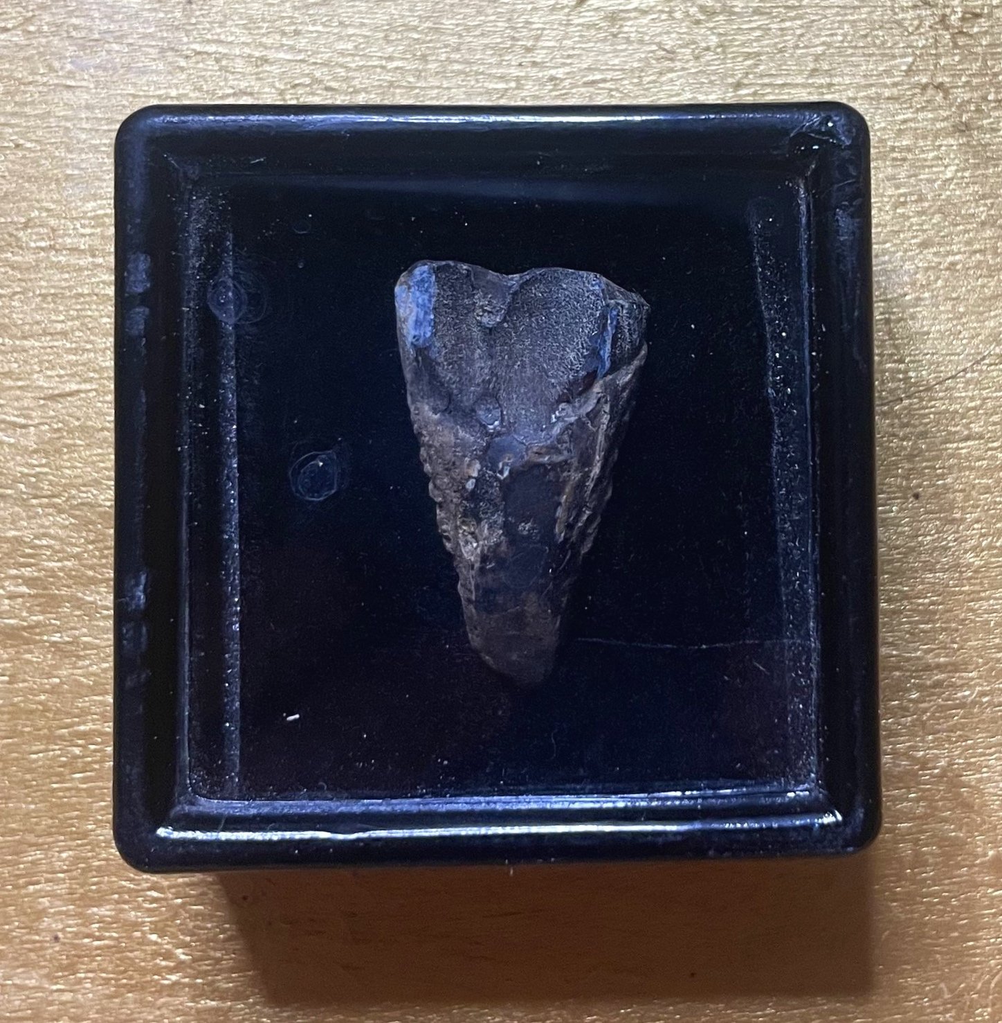 Nice Triceratops Tooth Fossil Specimen Hell Creek, MT
