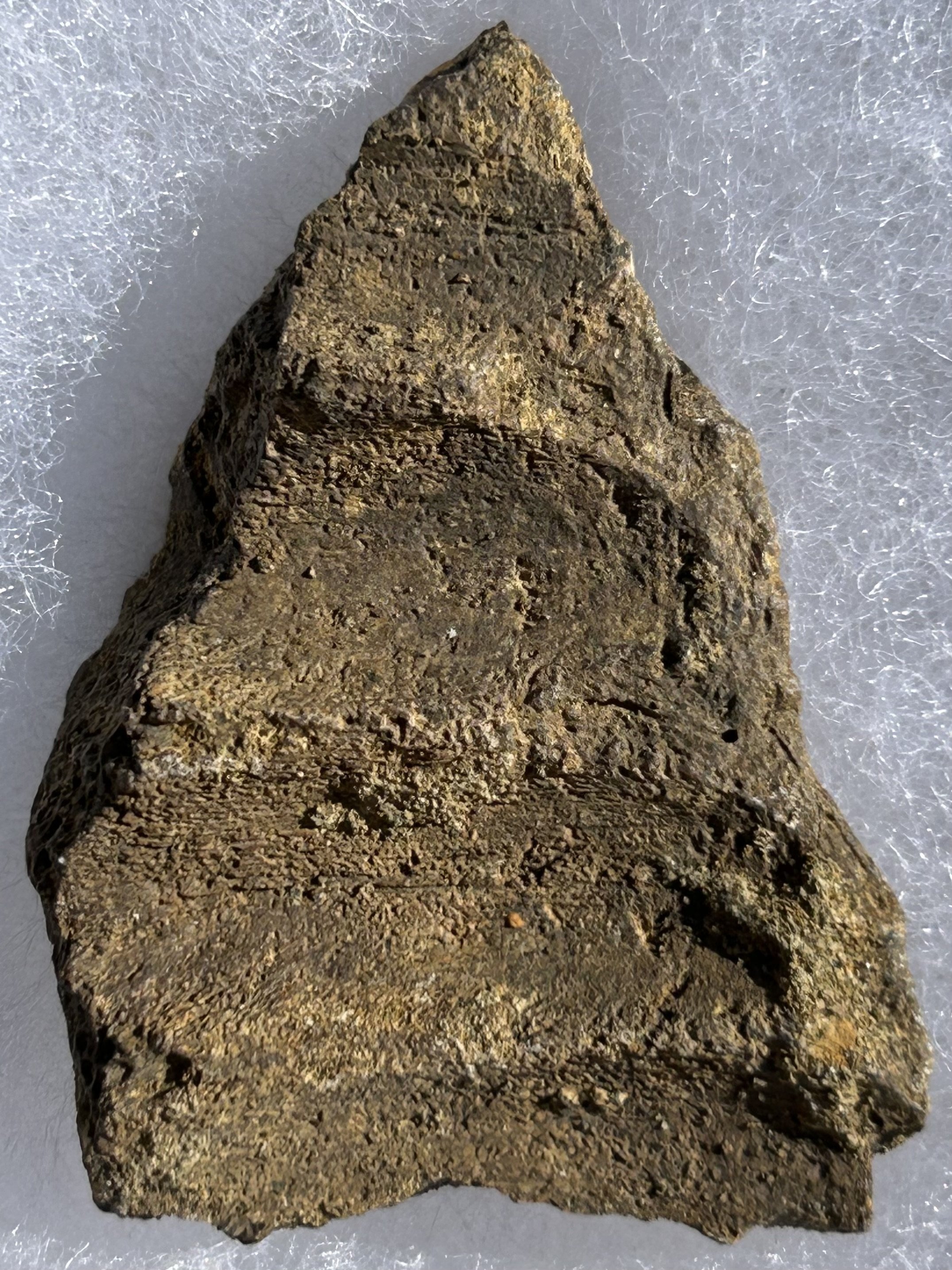 Nice Natural Triceratops Jaw Bone Fossil Specimen No Restoration Hell Creek, MT